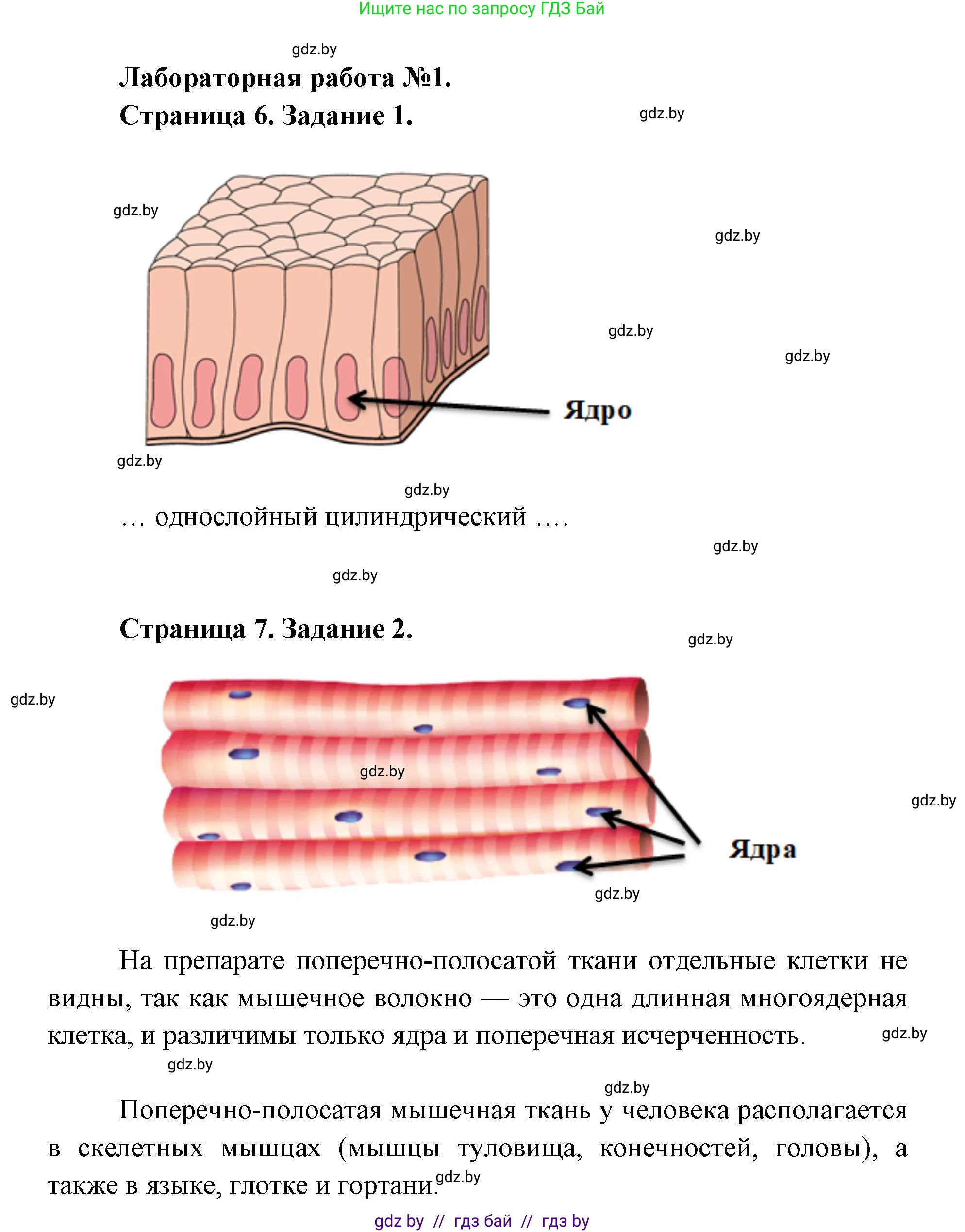 Биология, 9 класс Тетрадь для лабораторных и практических работ, автор: Лисов Николай Дмитриевич, издательство Аверсэв, Минск, 2025, оранжевого цвета, страница 4, Решение 2025