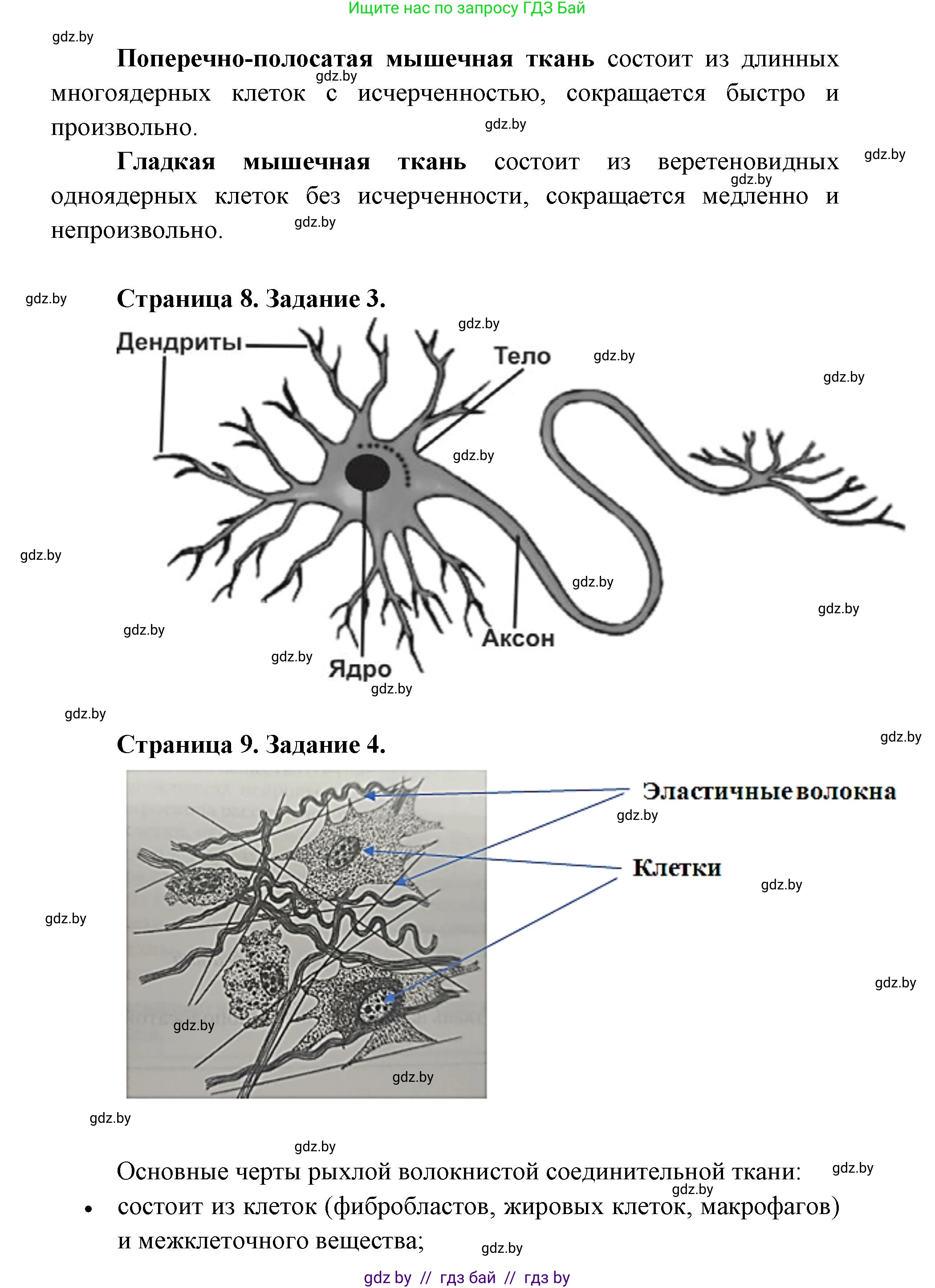 Биология, 9 класс Тетрадь для лабораторных и практических работ, автор: Лисов Николай Дмитриевич, издательство Аверсэв, Минск, 2025, оранжевого цвета, страница 4, Решение 2025 (продолжение 2)
