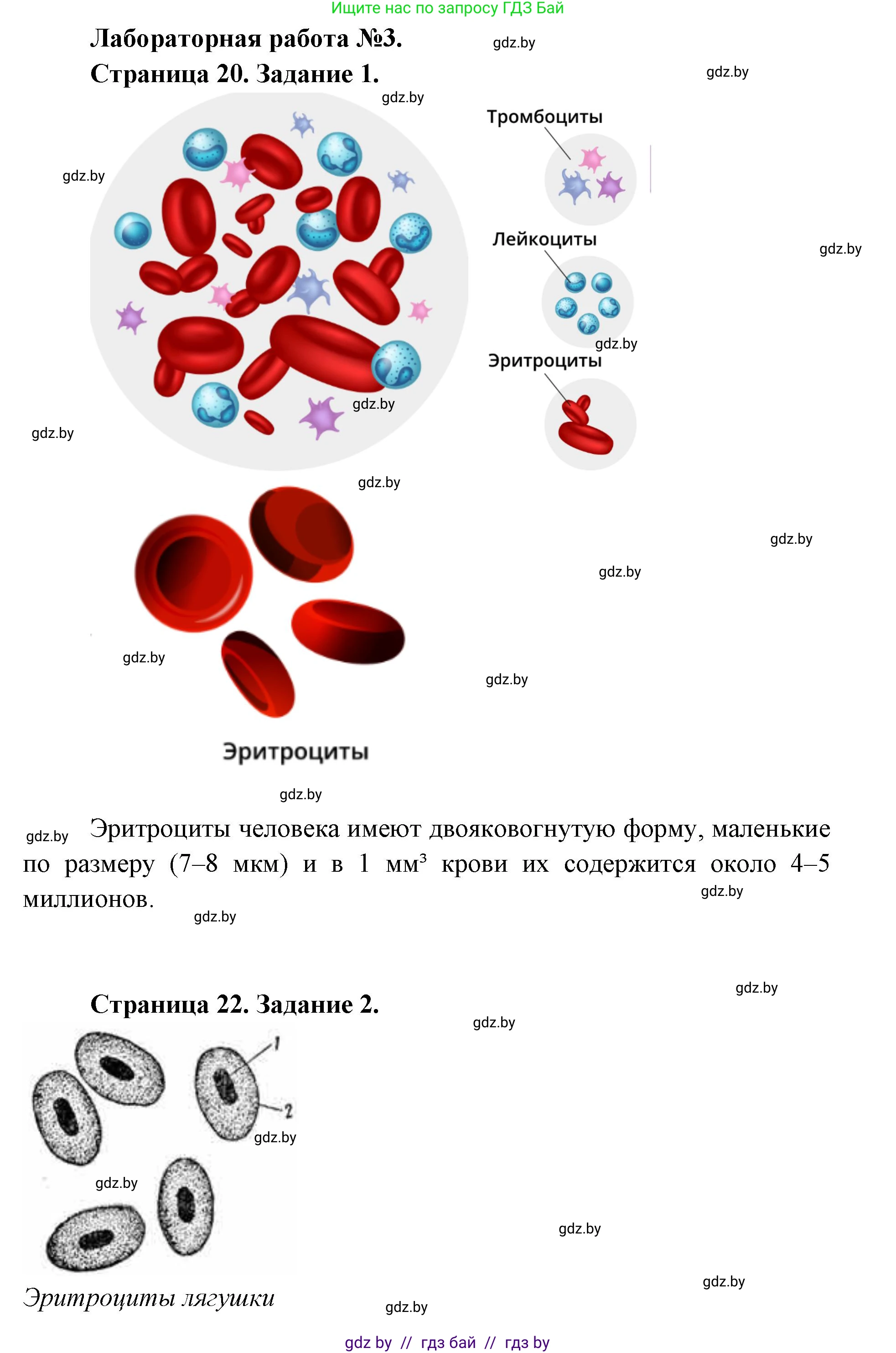 Биология, 9 класс Тетрадь для лабораторных и практических работ, автор: Лисов Николай Дмитриевич, издательство Аверсэв, Минск, 2025, оранжевого цвета, страница 20, Решение 2025