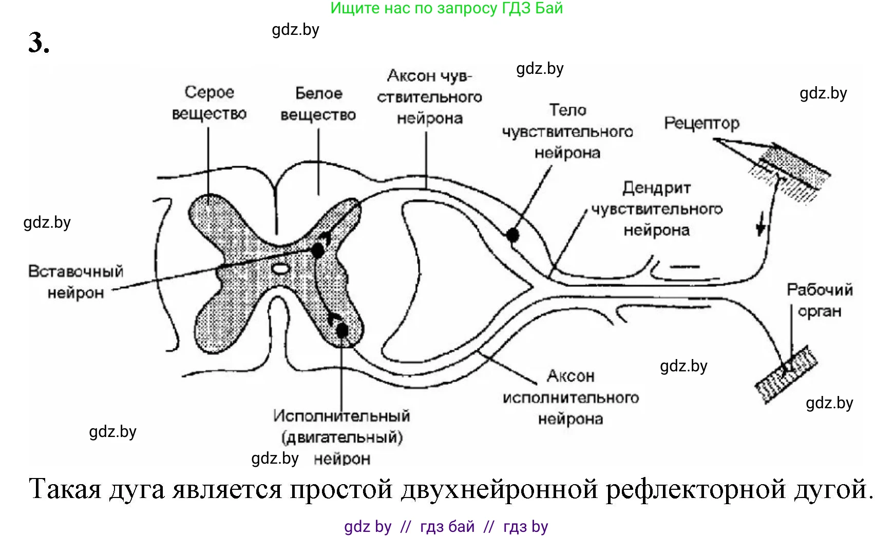 Биология, 9 класс рабочая тетрадь, автор: Лисов Николай Дмитриевич, издательство Аверсэв, Минск, 2021, оранжевого цвета, страница 19, номер 3, Решение