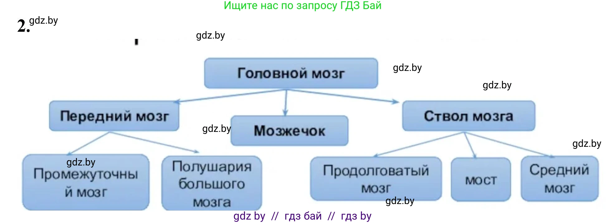 Биология, 9 класс рабочая тетрадь, автор: Лисов Николай Дмитриевич, издательство Аверсэв, Минск, 2021, оранжевого цвета, страница 21, номер 2, Решение