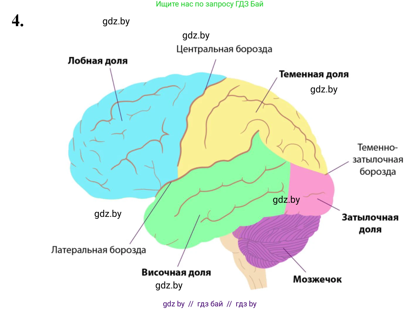 Биология, 9 класс рабочая тетрадь, автор: Лисов Николай Дмитриевич, издательство Аверсэв, Минск, 2021, оранжевого цвета, страница 22, номер 4, Решение