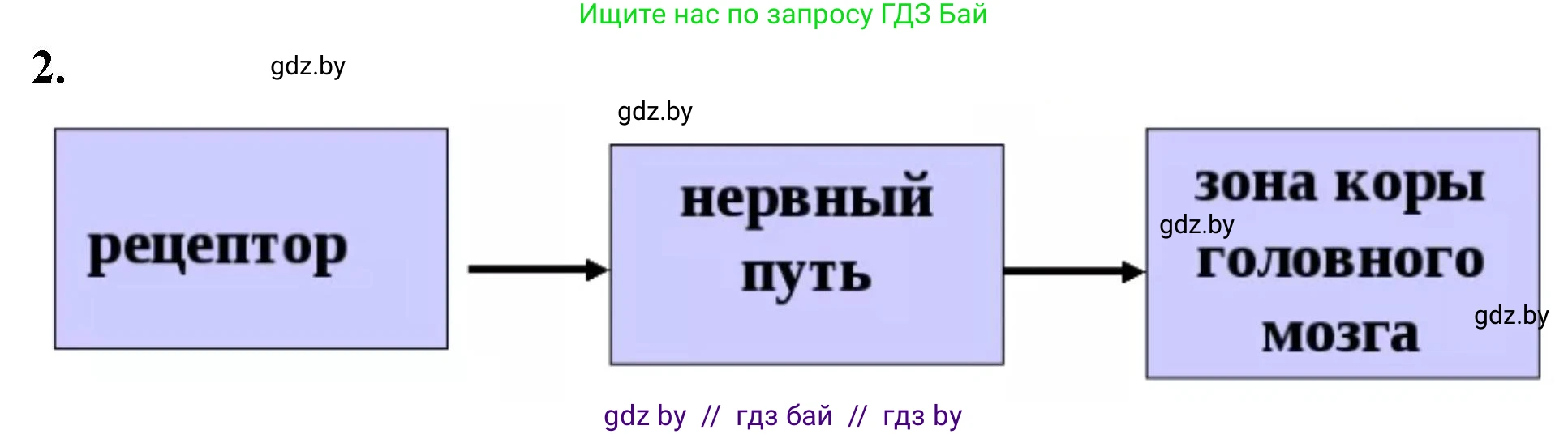Биология, 9 класс рабочая тетрадь, автор: Лисов Николай Дмитриевич, издательство Аверсэв, Минск, 2021, оранжевого цвета, страница 26, номер 2, Решение