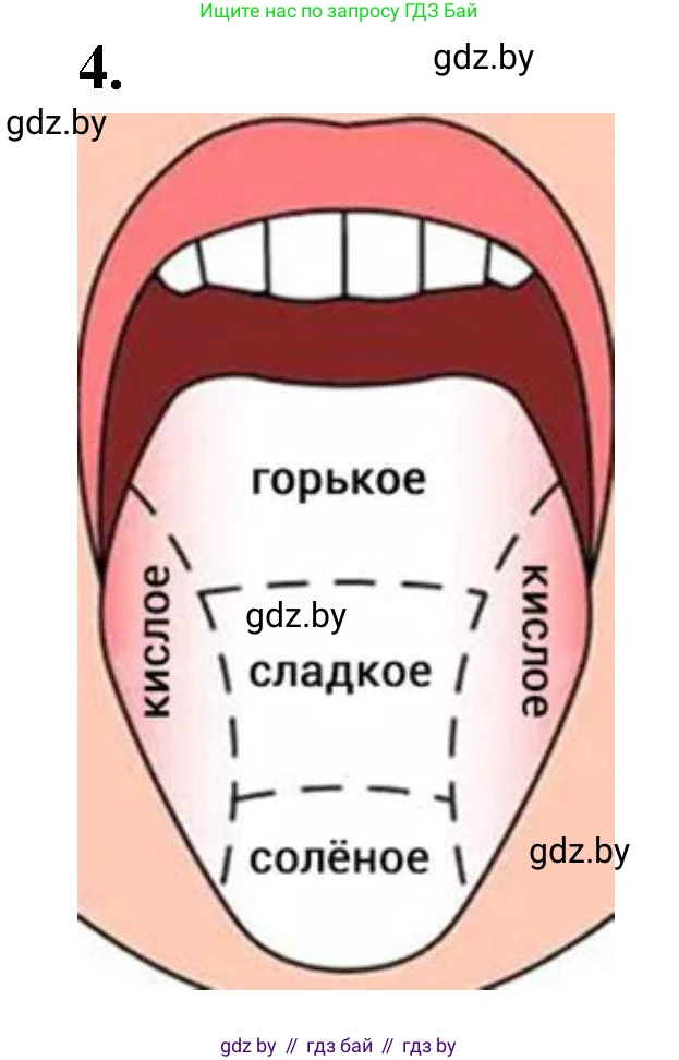 Биология, 9 класс рабочая тетрадь, автор: Лисов Николай Дмитриевич, издательство Аверсэв, Минск, 2021, оранжевого цвета, страница 26, номер 4, Решение