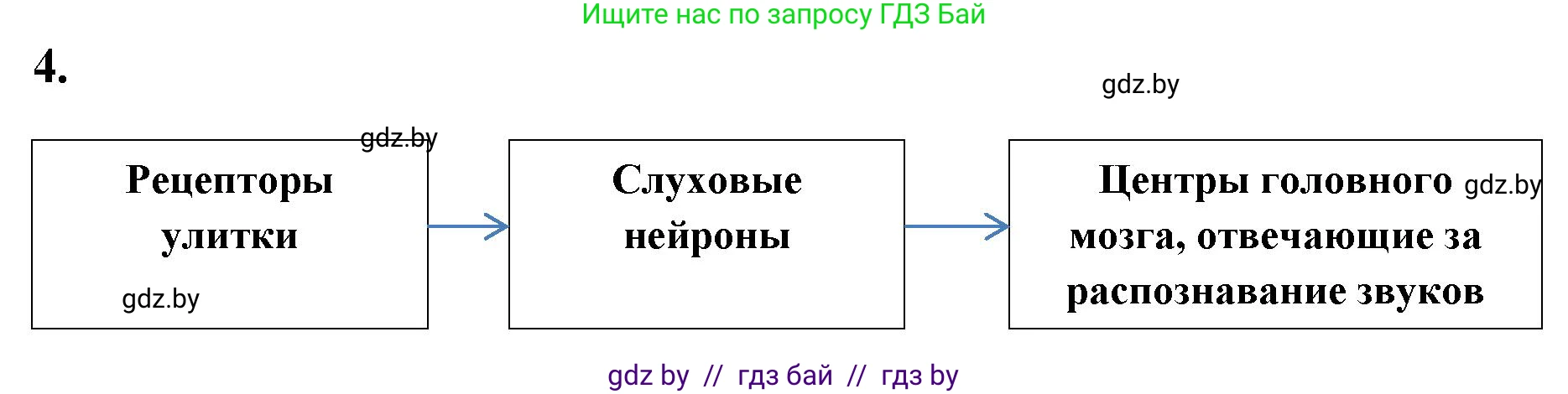 Биология, 9 класс рабочая тетрадь, автор: Лисов Николай Дмитриевич, издательство Аверсэв, Минск, 2021, оранжевого цвета, страница 33, номер 4, Решение