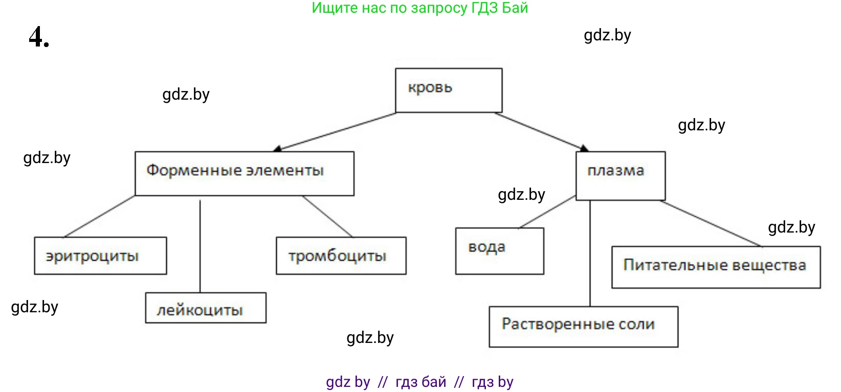 Биология, 9 класс рабочая тетрадь, автор: Лисов Николай Дмитриевич, издательство Аверсэв, Минск, 2021, оранжевого цвета, страница 56, номер 4, Решение