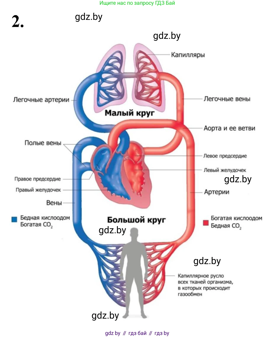 Биология, 9 класс рабочая тетрадь, автор: Лисов Николай Дмитриевич, издательство Аверсэв, Минск, 2021, оранжевого цвета, страница 73, номер 2, Решение