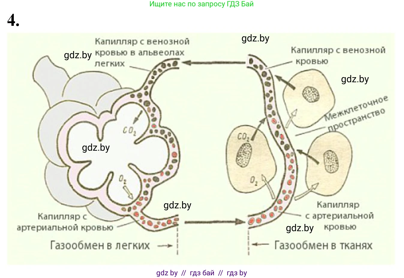 Биология, 9 класс рабочая тетрадь, автор: Лисов Николай Дмитриевич, издательство Аверсэв, Минск, 2021, оранжевого цвета, страница 89, номер 4, Решение