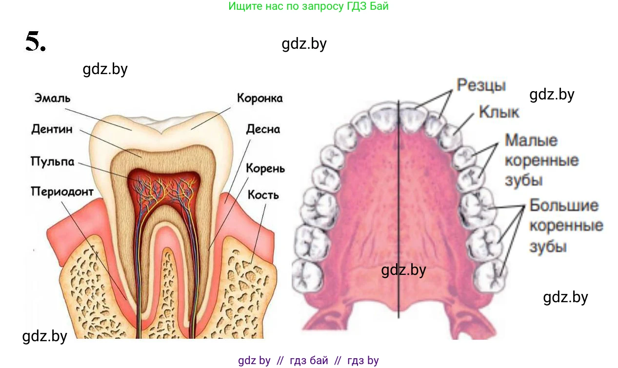 Биология, 9 класс рабочая тетрадь, автор: Лисов Николай Дмитриевич, издательство Аверсэв, Минск, 2021, оранжевого цвета, страница 108, номер 5, Решение