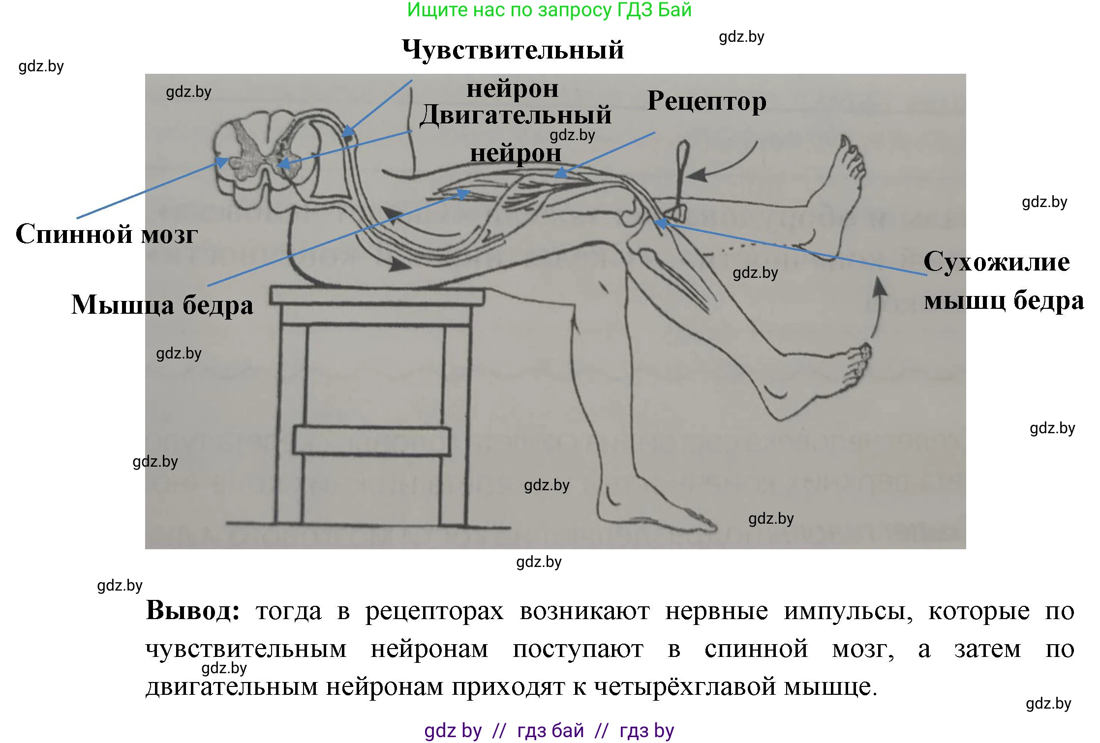 Биология, 9 класс рабочая тетрадь, автор: Лисов Николай Дмитриевич, издательство Аверсэв, Минск, 2021, оранжевого цвета, страница 18, номер 6, Решение