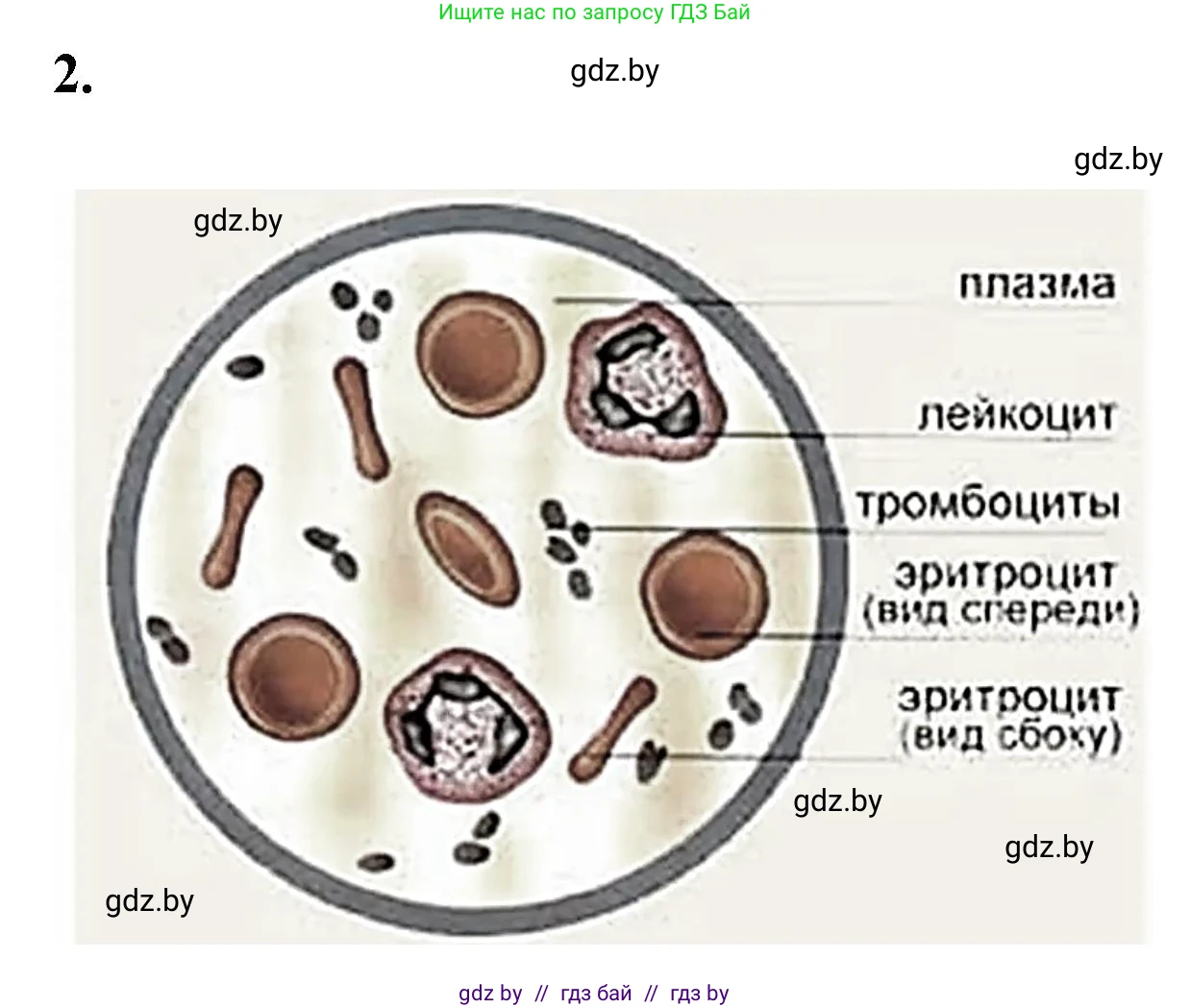 Биология, 9 класс рабочая тетрадь, автор: Лисов Николай Дмитриевич, издательство Аверсэв, Минск, 2021, оранжевого цвета, страница 58, номер 2, Решение