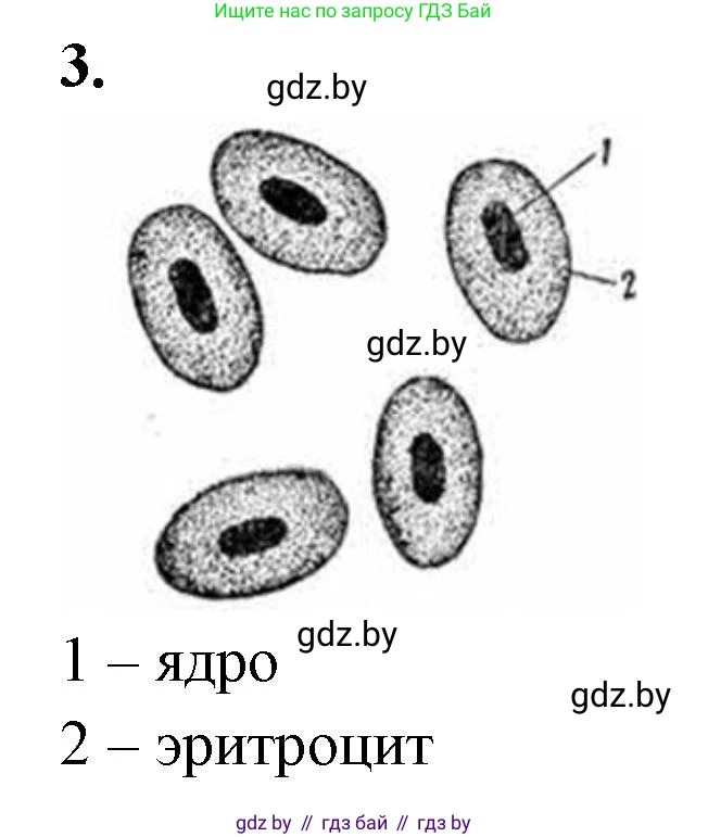 Биология, 9 класс рабочая тетрадь, автор: Лисов Николай Дмитриевич, издательство Аверсэв, Минск, 2021, оранжевого цвета, страница 58, номер 3, Решение