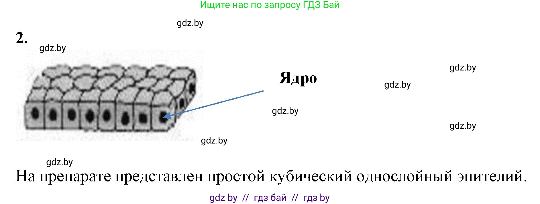Биология, 9 класс рабочая тетрадь, автор: Лисов Николай Дмитриевич, издательство Аверсэв, Минск, 2021, оранжевого цвета, страница 8, номер 2, Решение