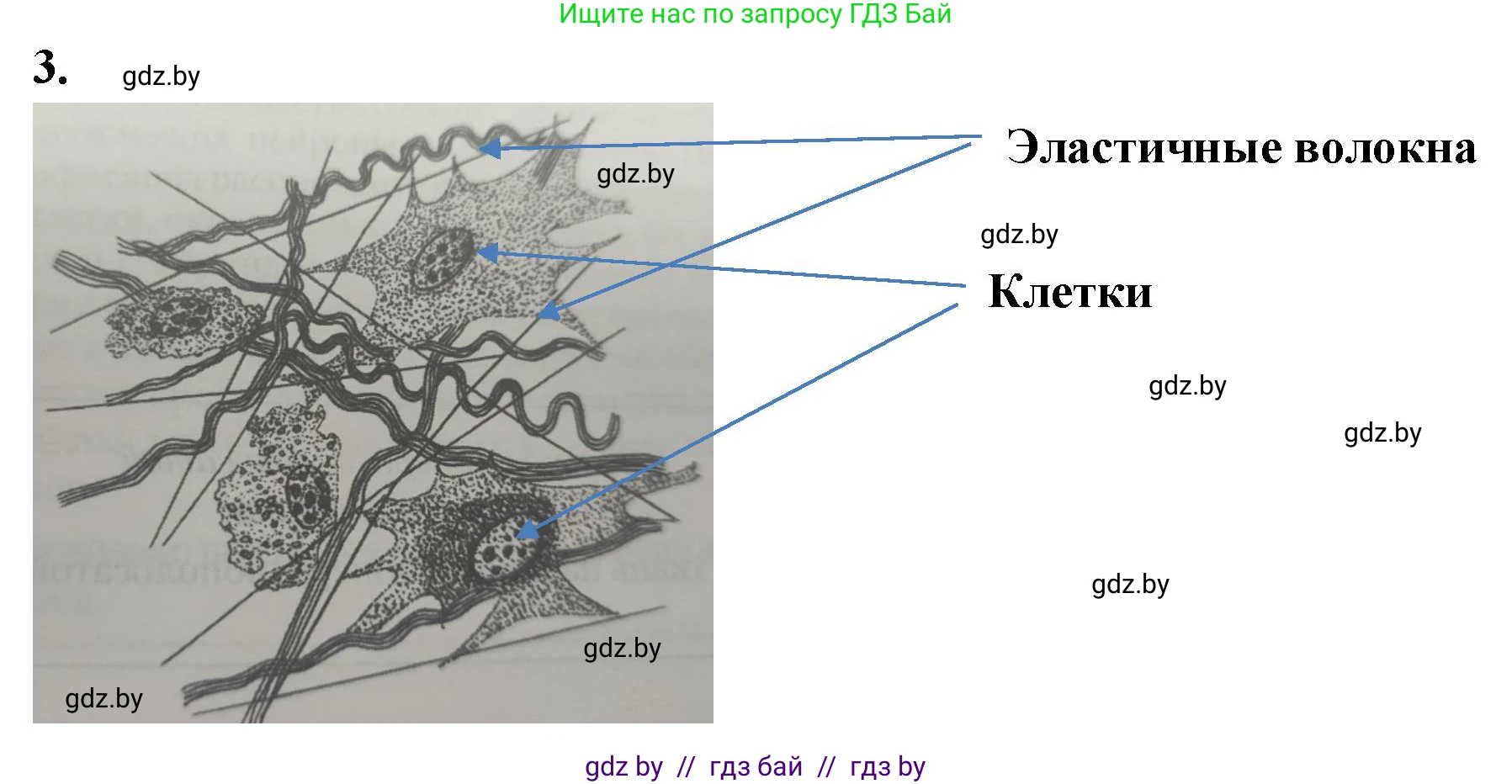 Биология, 9 класс рабочая тетрадь, автор: Лисов Николай Дмитриевич, издательство Аверсэв, Минск, 2021, оранжевого цвета, страница 9, номер 3, Решение