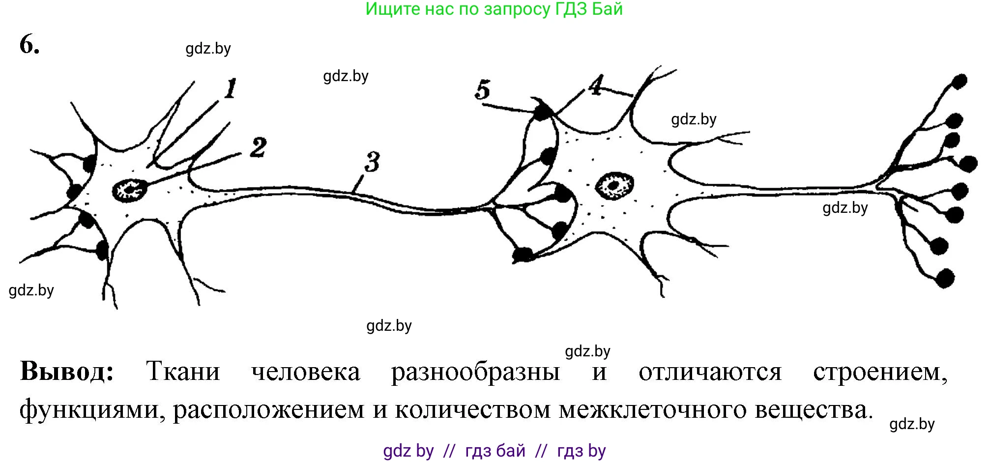 Биология, 9 класс рабочая тетрадь, автор: Лисов Николай Дмитриевич, издательство Аверсэв, Минск, 2021, оранжевого цвета, страница 10, номер 6, Решение