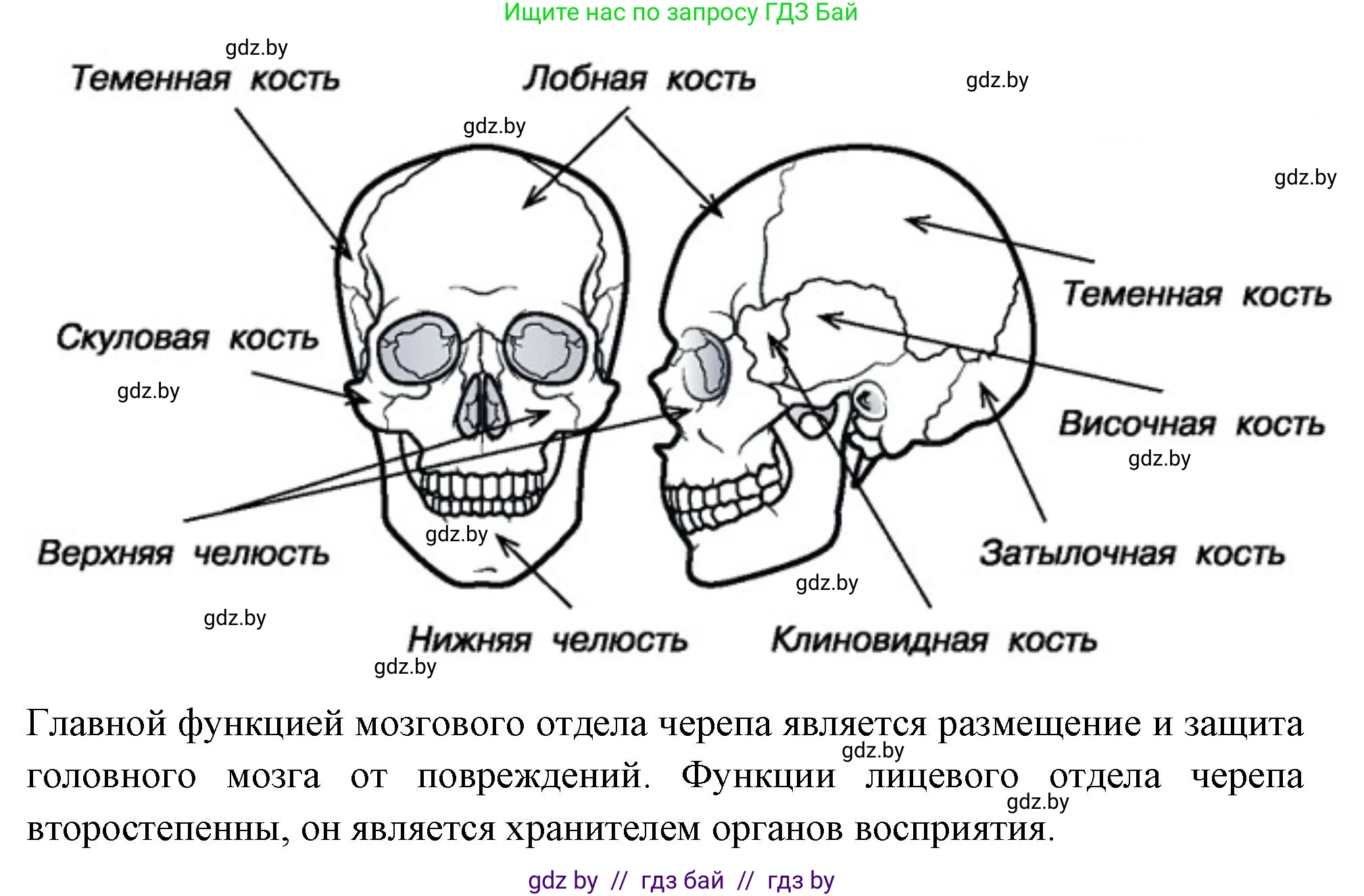 Биология, 9 класс рабочая тетрадь, автор: Лисов Николай Дмитриевич, издательство Аверсэв, Минск, 2021, оранжевого цвета, страница 43, номер 3, Решение