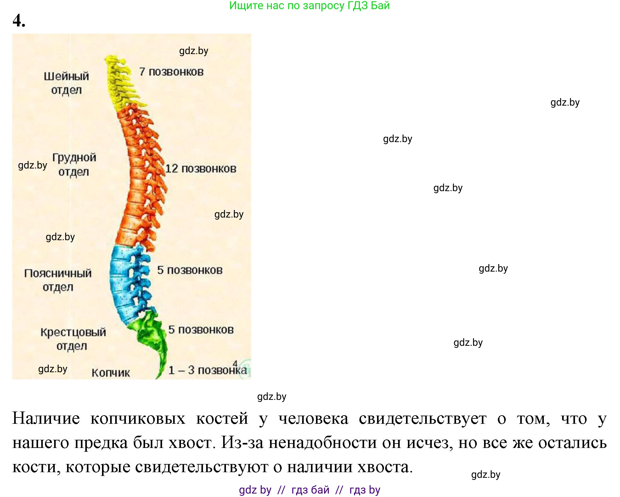 Биология, 9 класс рабочая тетрадь, автор: Лисов Николай Дмитриевич, издательство Аверсэв, Минск, 2021, оранжевого цвета, страница 44, номер 4, Решение