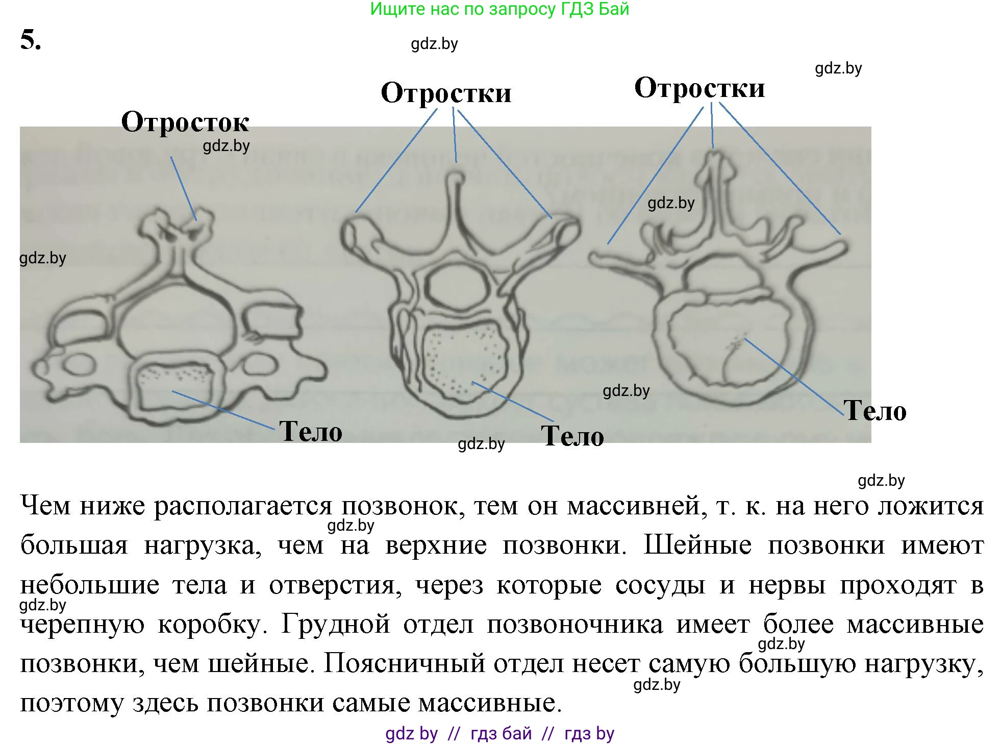 Биология, 9 класс рабочая тетрадь, автор: Лисов Николай Дмитриевич, издательство Аверсэв, Минск, 2021, оранжевого цвета, страница 45, номер 5, Решение