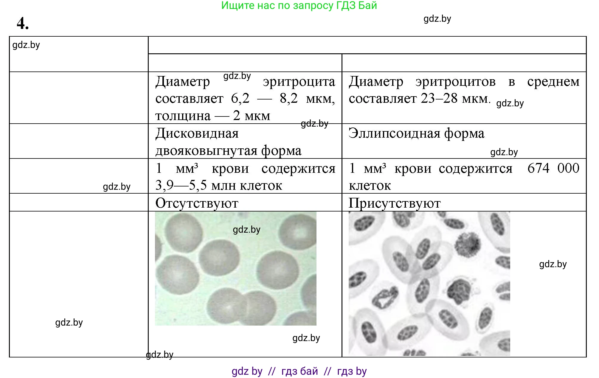 Биология, 9 класс тетрадь для демонстрационных опытов, лабораторных и практических работ, автор: Рогожников Олег Николаевич, издательство Сэр-Вит, Минск, 2023, оранжевого цвета, страница 16, номер 4, Решение