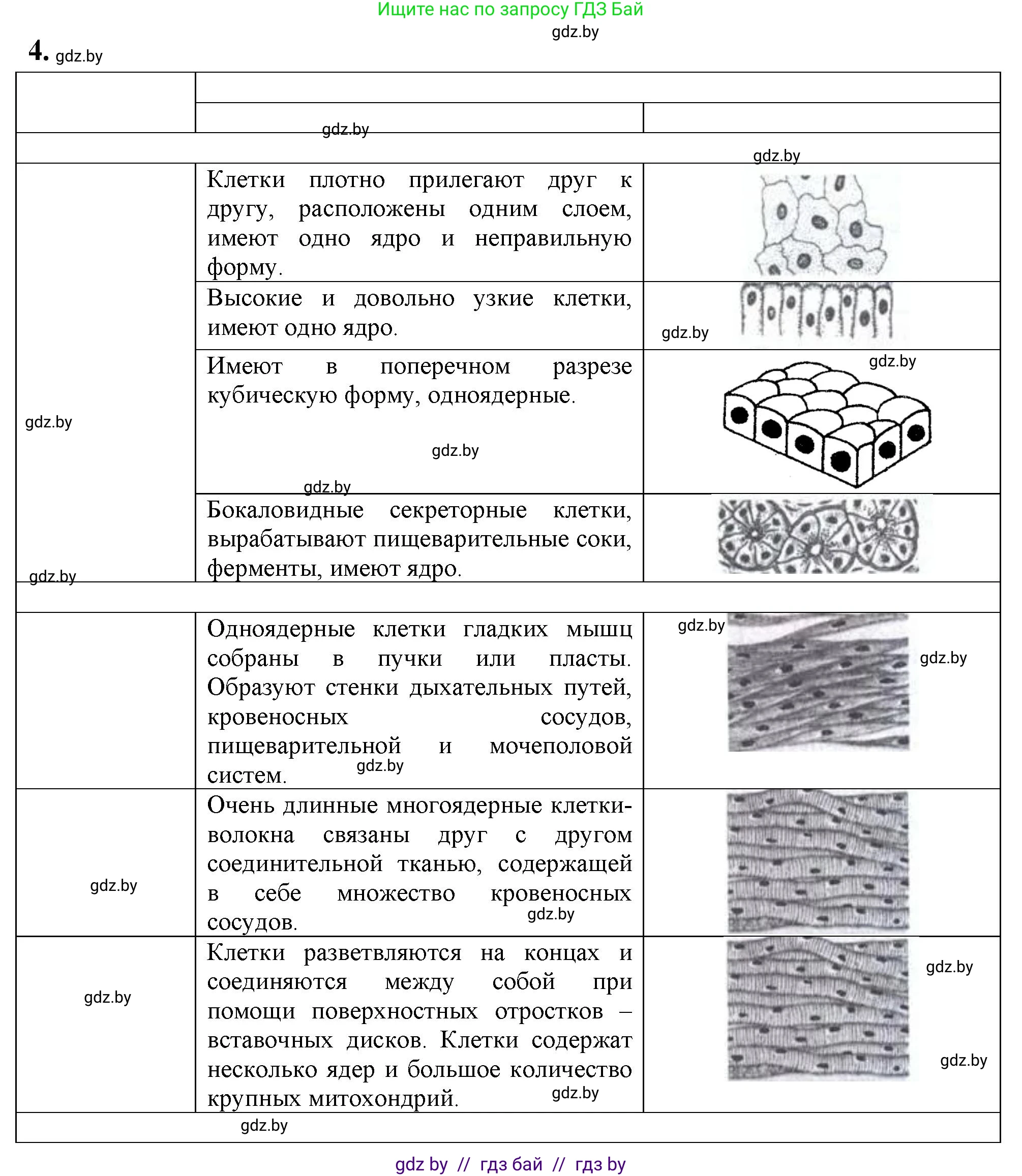 Биология, 9 класс тетрадь для демонстрационных опытов, лабораторных и практических работ, автор: Рогожников Олег Николаевич, издательство Сэр-Вит, Минск, 2023, оранжевого цвета, страница 5, номер 4, Решение