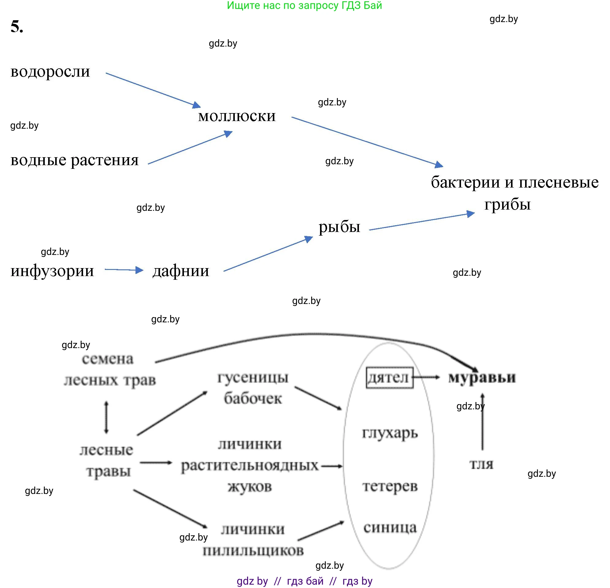 Биология, 10 класс Тетрадь для лабораторных и практических работ, автор: Хруцкая Тамара Викторовна, издательство Аверсэв, Минск, 2022, зелёного цвета, страница 20, номер 5, Решение