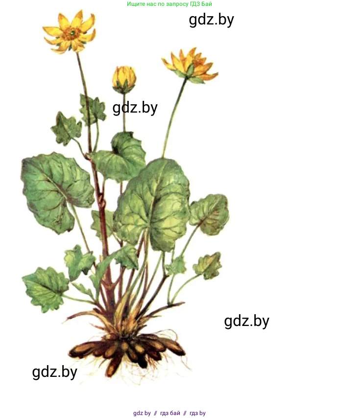 Биология, 10 класс Тетрадь для лабораторных и практических работ, автор: Хруцкая Тамара Викторовна, издательство Аверсэв, Минск, 2020, зелёного цвета, страница 67, номер 3, Решение (продолжение 2)