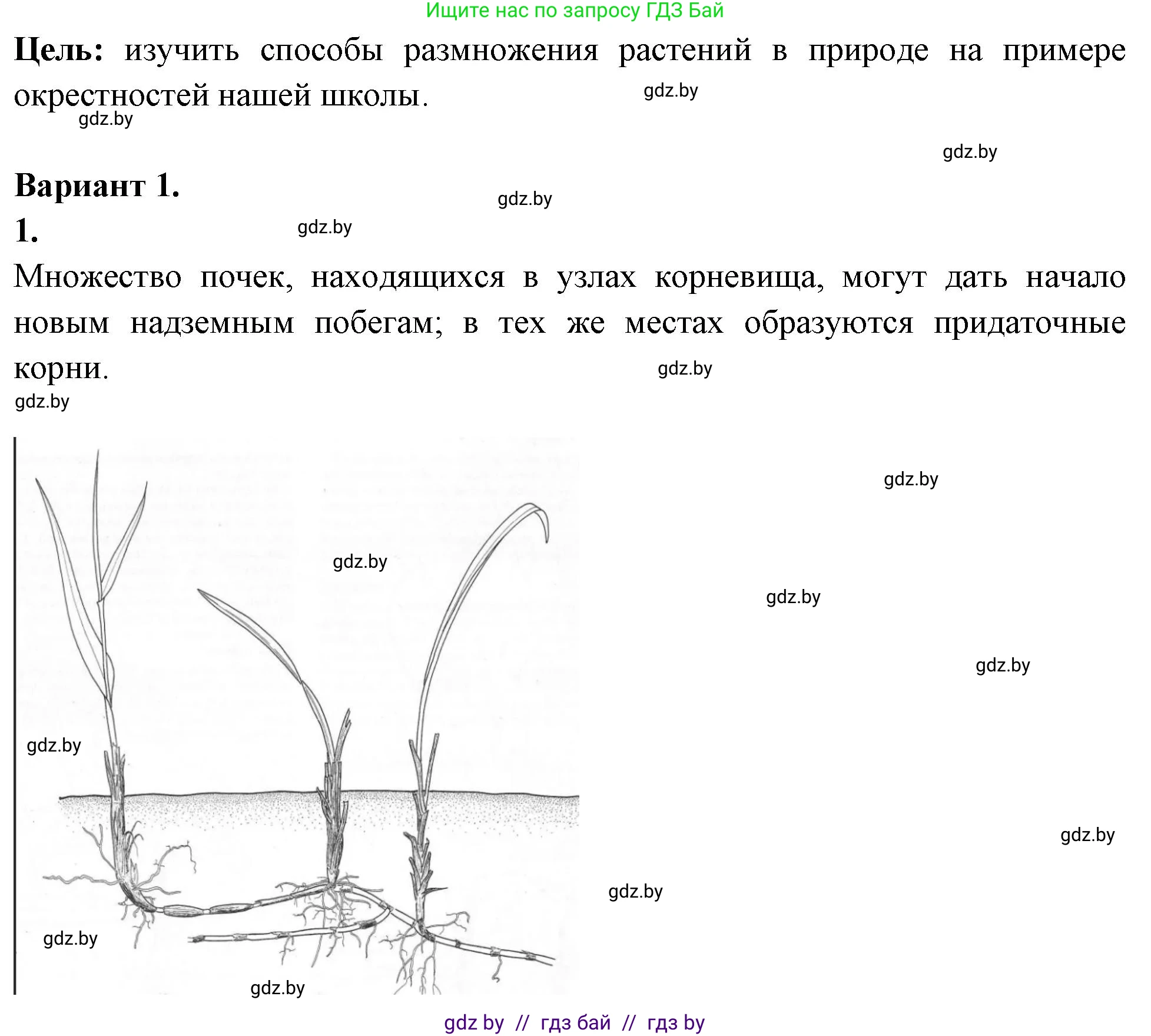 Биология, 10 класс Тетрадь для лабораторных и практических работ, автор: Хруцкая Тамара Викторовна, издательство Аверсэв, Минск, 2020, зелёного цвета, страница 62, номер 1, Решение