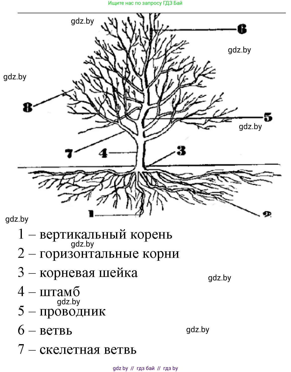 Биология, 10 класс Тетрадь для лабораторных и практических работ, автор: Хруцкая Тамара Викторовна, издательство Аверсэв, Минск, 2020, зелёного цвета, страница 63, номер 3, Решение (продолжение 2)