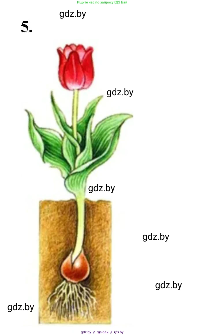 Биология, 10 класс Тетрадь для лабораторных и практических работ, автор: Хруцкая Тамара Викторовна, издательство Аверсэв, Минск, 2020, зелёного цвета, страница 65, номер 5, Решение