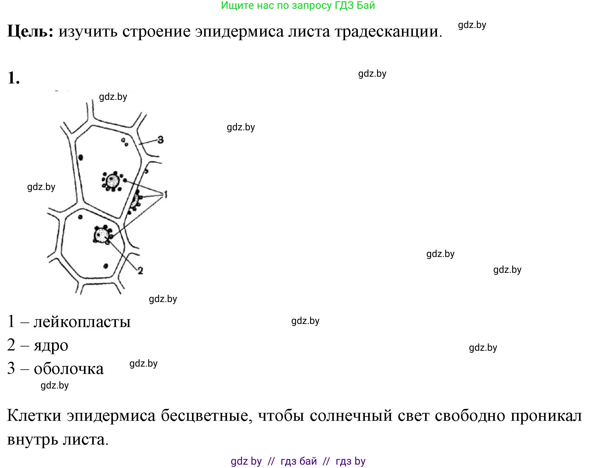 Биология, 10 класс Тетрадь для лабораторных и практических работ, автор: Хруцкая Тамара Викторовна, издательство Аверсэв, Минск, 2020, зелёного цвета, страница 5, номер 1, Решение