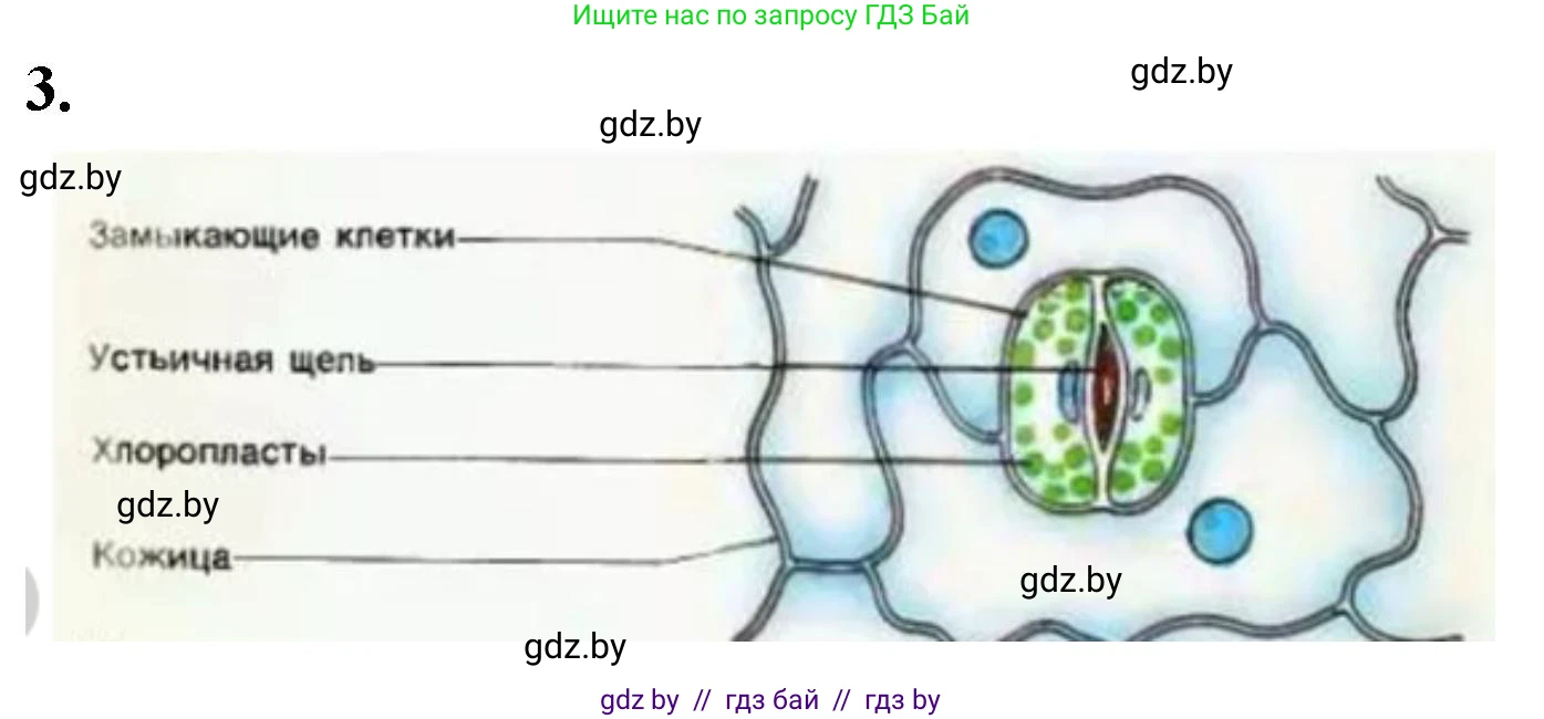 Биология, 10 класс Тетрадь для лабораторных и практических работ, автор: Хруцкая Тамара Викторовна, издательство Аверсэв, Минск, 2020, зелёного цвета, страница 6, номер 3, Решение