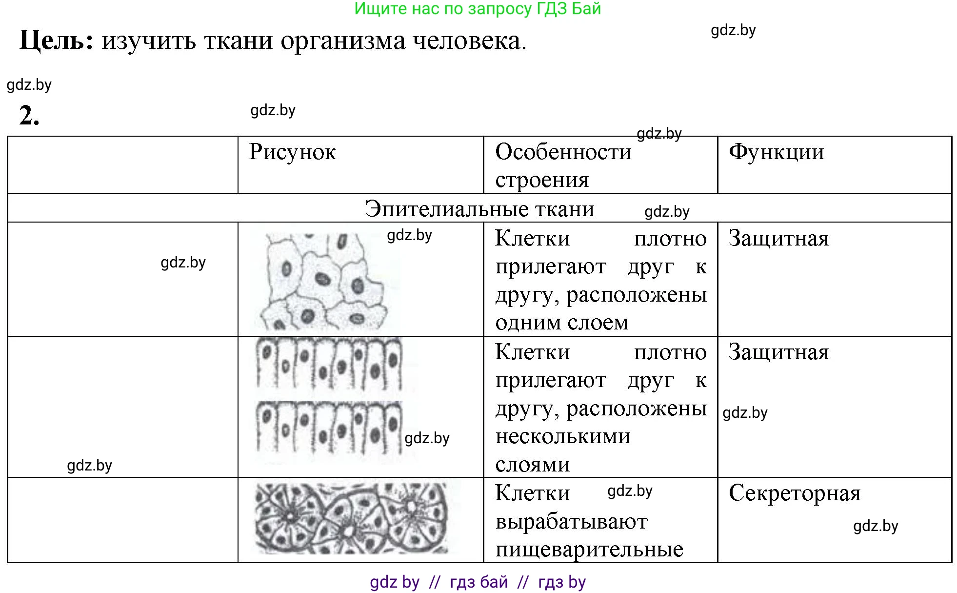 Биология, 10 класс Тетрадь для лабораторных и практических работ, автор: Хруцкая Тамара Викторовна, издательство Аверсэв, Минск, 2020, зелёного цвета, страница 18, номер 2, Решение