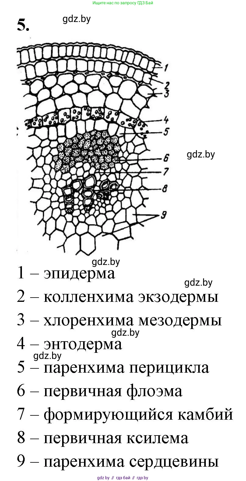 Биология, 10 класс Тетрадь для лабораторных и практических работ, автор: Хруцкая Тамара Викторовна, издательство Аверсэв, Минск, 2020, зелёного цвета, страница 23, номер 5, Решение
