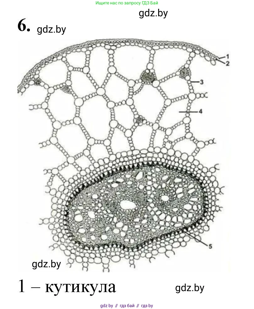 Биология, 10 класс Тетрадь для лабораторных и практических работ, автор: Хруцкая Тамара Викторовна, издательство Аверсэв, Минск, 2020, зелёного цвета, страница 23, номер 6, Решение