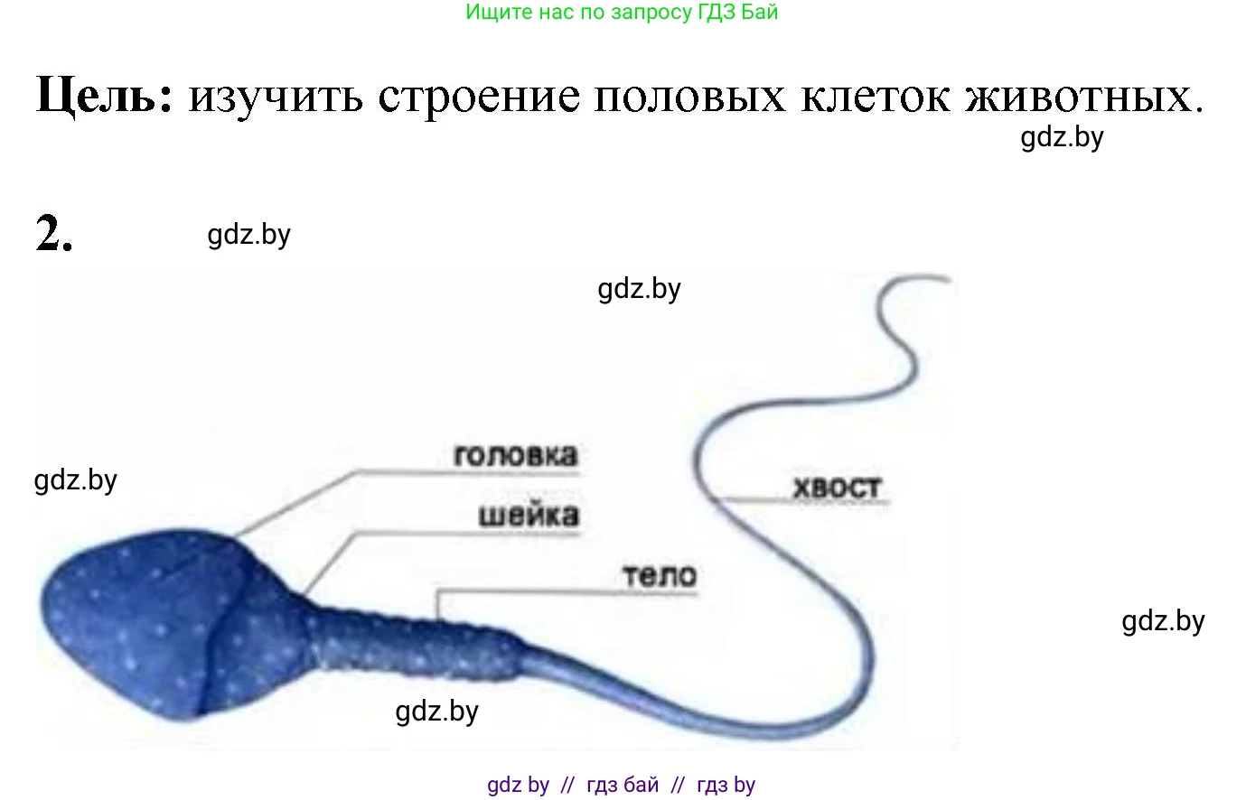 Биология, 10 класс Тетрадь для лабораторных и практических работ, автор: Хруцкая Тамара Викторовна, издательство Аверсэв, Минск, 2020, зелёного цвета, страница 59, номер 2, Решение