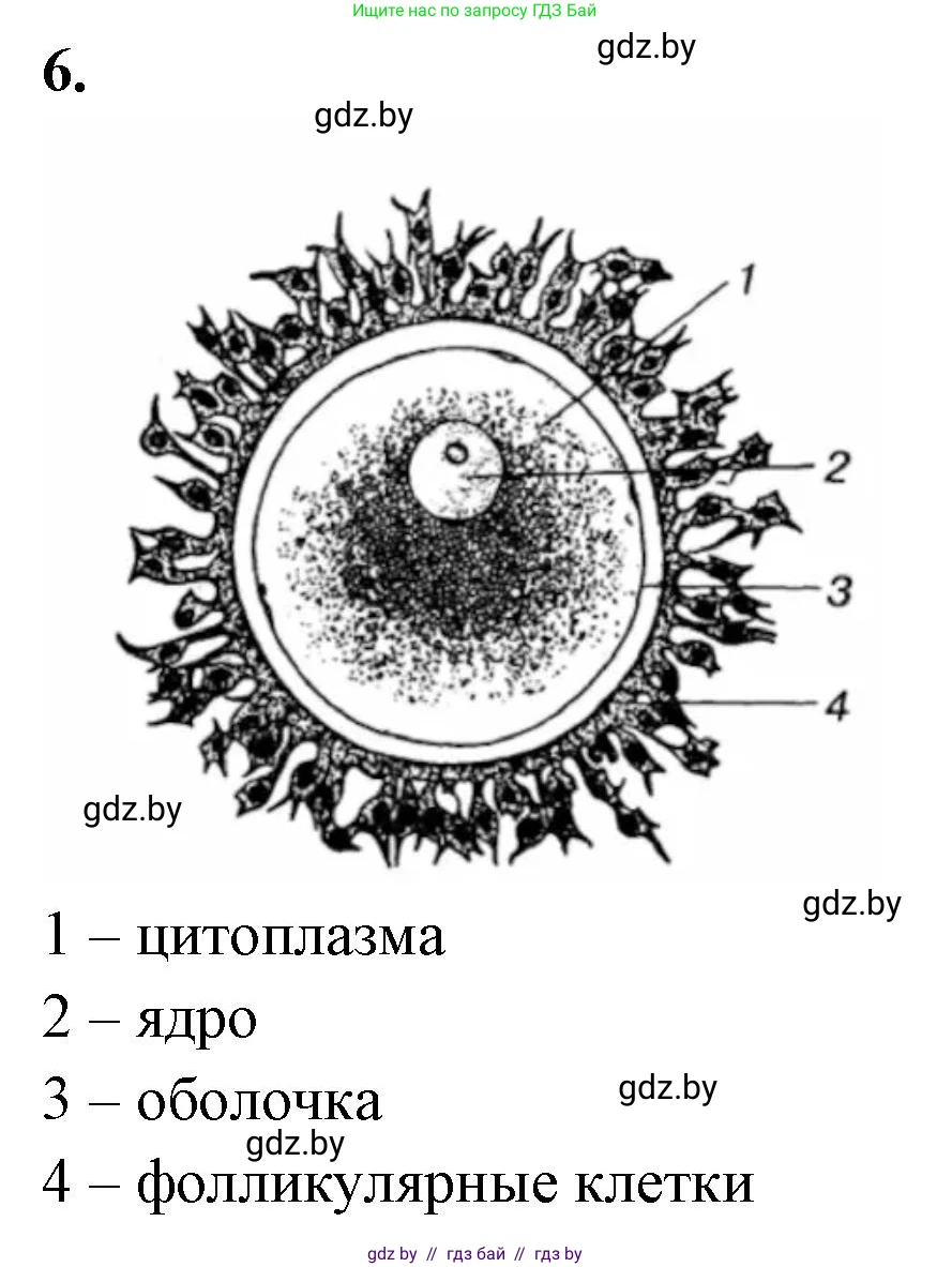 Биология, 10 класс Тетрадь для лабораторных и практических работ, автор: Хруцкая Тамара Викторовна, издательство Аверсэв, Минск, 2020, зелёного цвета, страница 60, номер 6, Решение