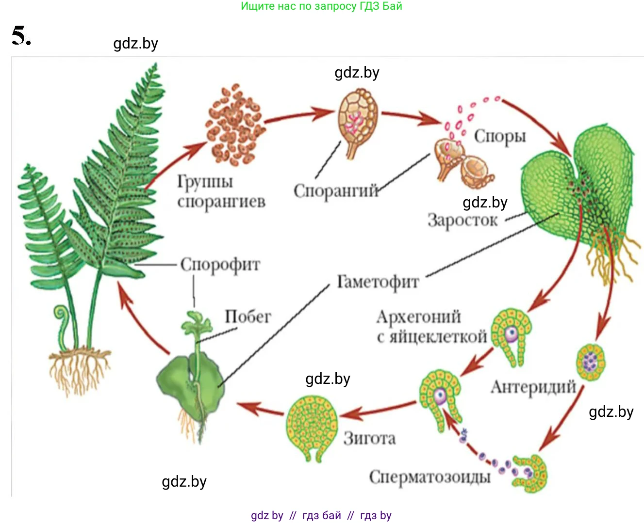 Биология, 10 класс рабочая тетрадь, автор: Хруцкая Тамара Викторовна, издательство Аверсэв, Минск, 2020, оранжевого цвета, страница 62, номер 5, Решение