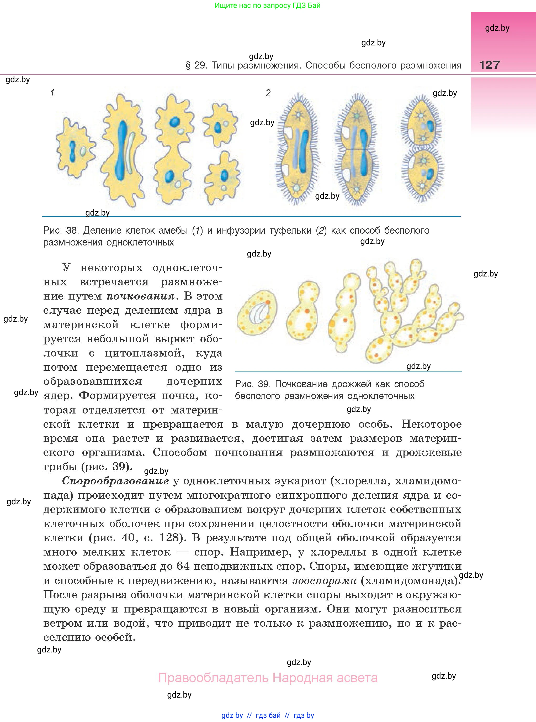 Биология, 10 класс Учебник, авторы: Маглыш Сабина Степановна, Кравченко Вячеслав Анатольевич, Довгун Татьяна Яновна, издательство Народная асвета, Минск, 2020, зелёного цвета, страница 127