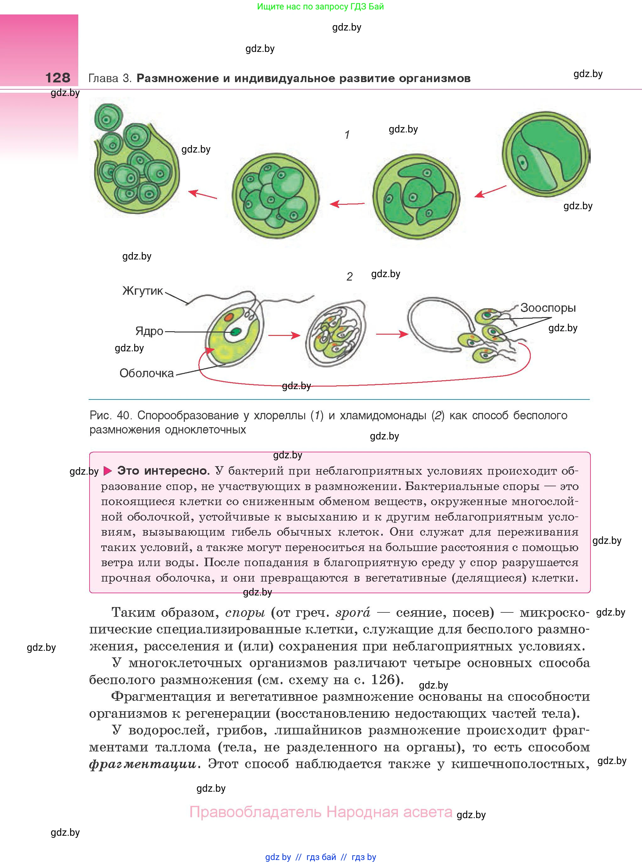 Биология, 10 класс Учебник, авторы: Маглыш Сабина Степановна, Кравченко Вячеслав Анатольевич, Довгун Татьяна Яновна, издательство Народная асвета, Минск, 2020, зелёного цвета, страница 128