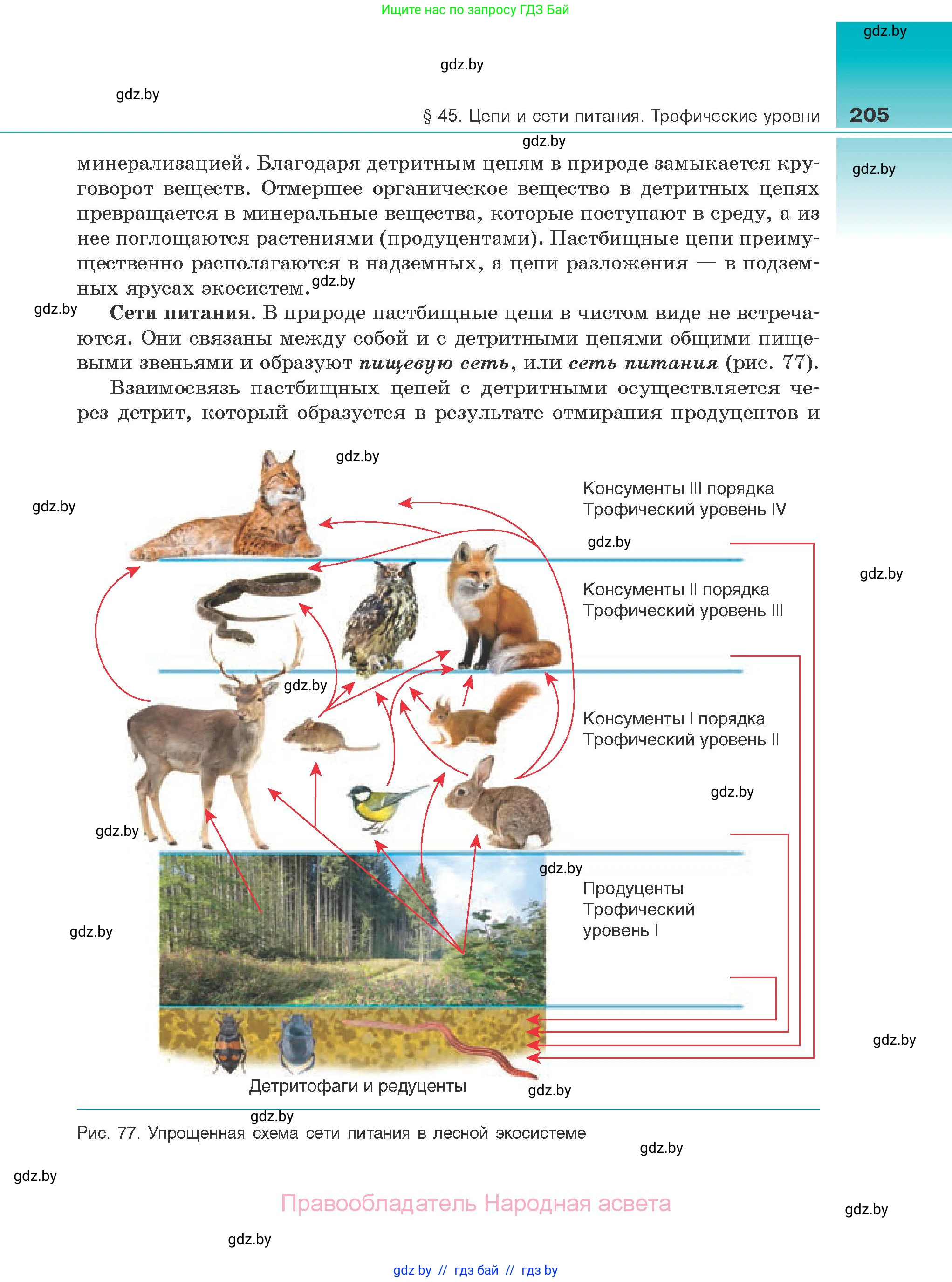 Биология, 10 класс Учебник, авторы: Маглыш Сабина Степановна, Кравченко Вячеслав Анатольевич, Довгун Татьяна Яновна, издательство Народная асвета, Минск, 2020, зелёного цвета, страница 205