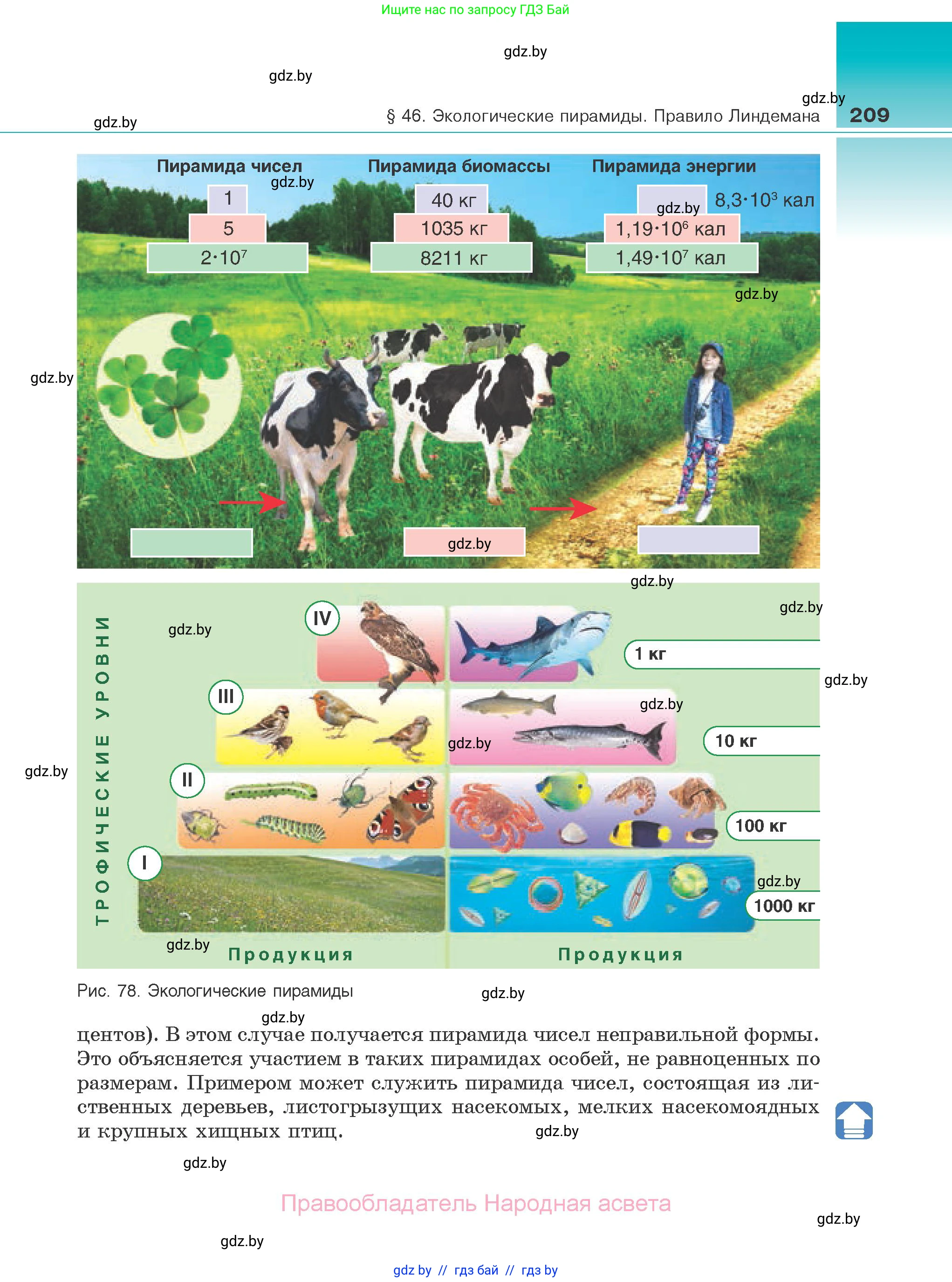 Биология, 10 класс Учебник, авторы: Маглыш Сабина Степановна, Кравченко Вячеслав Анатольевич, Довгун Татьяна Яновна, издательство Народная асвета, Минск, 2020, зелёного цвета, страница 209