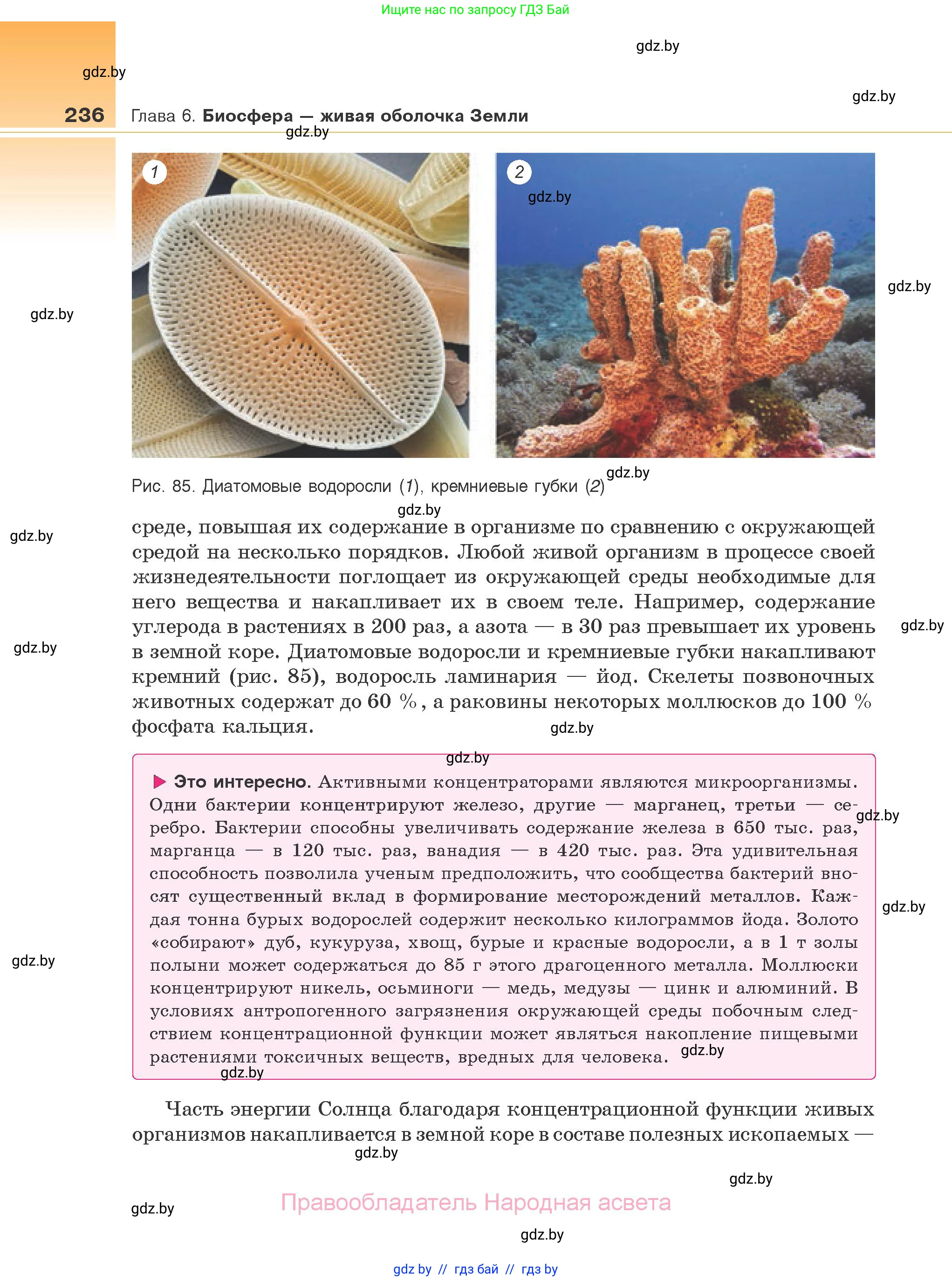 Биология, 10 класс Учебник, авторы: Маглыш Сабина Степановна, Кравченко Вячеслав Анатольевич, Довгун Татьяна Яновна, издательство Народная асвета, Минск, 2020, зелёного цвета, страница 236