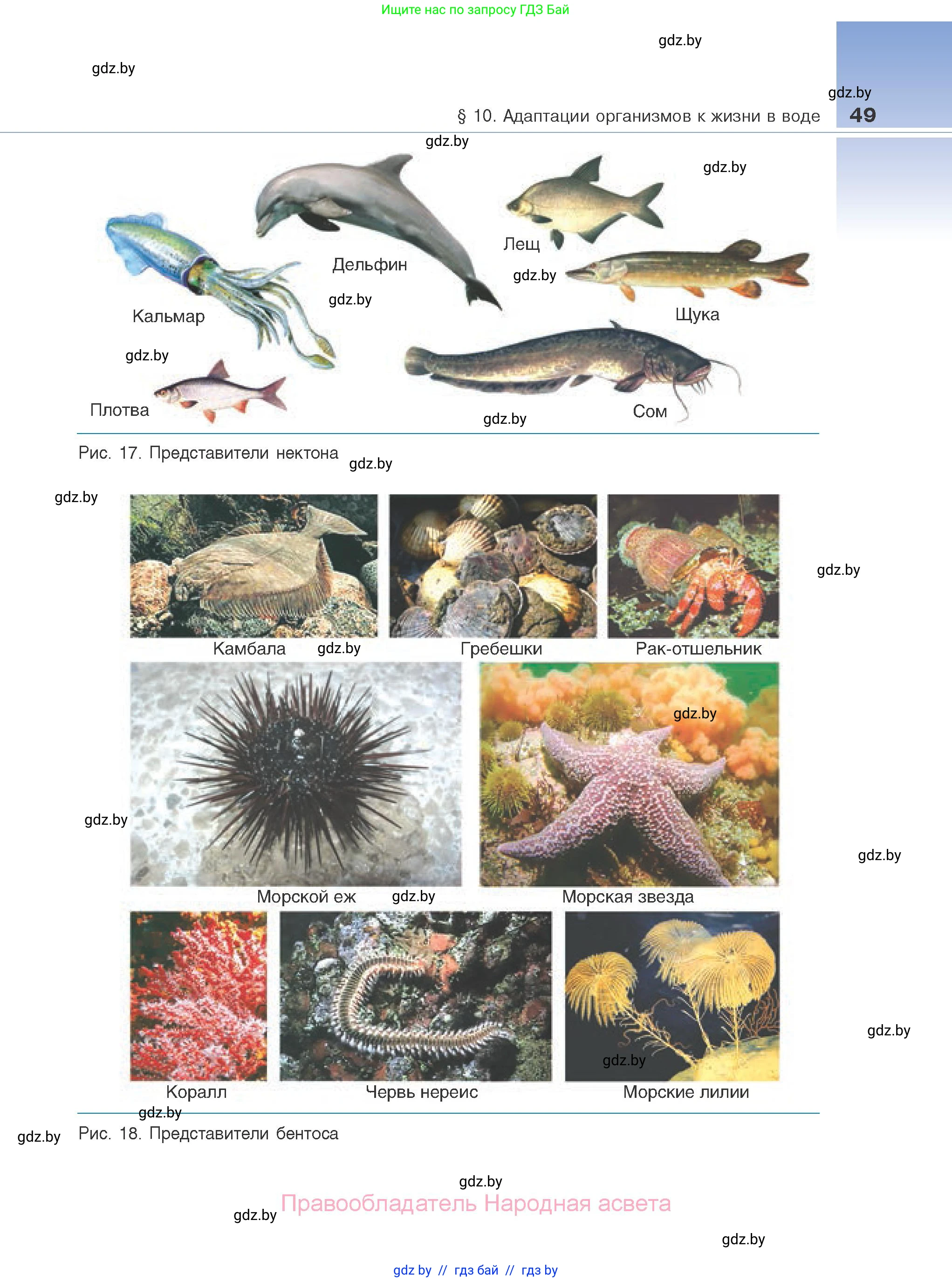 Биология, 10 класс Учебник, авторы: Маглыш Сабина Степановна, Кравченко Вячеслав Анатольевич, Довгун Татьяна Яновна, издательство Народная асвета, Минск, 2020, зелёного цвета, страница 49