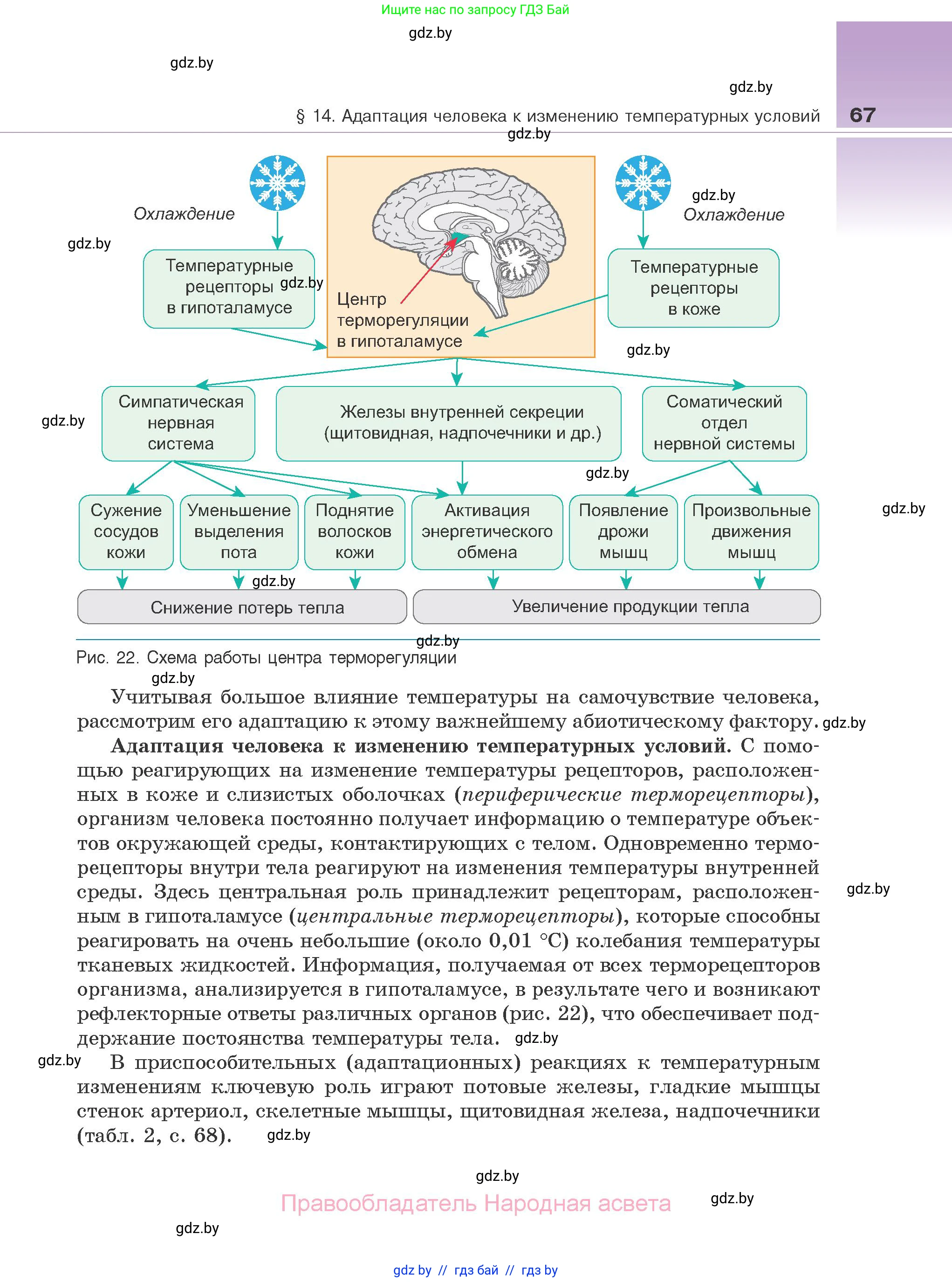 Биология, 10 класс Учебник, авторы: Маглыш Сабина Степановна, Кравченко Вячеслав Анатольевич, Довгун Татьяна Яновна, издательство Народная асвета, Минск, 2020, зелёного цвета, страница 67