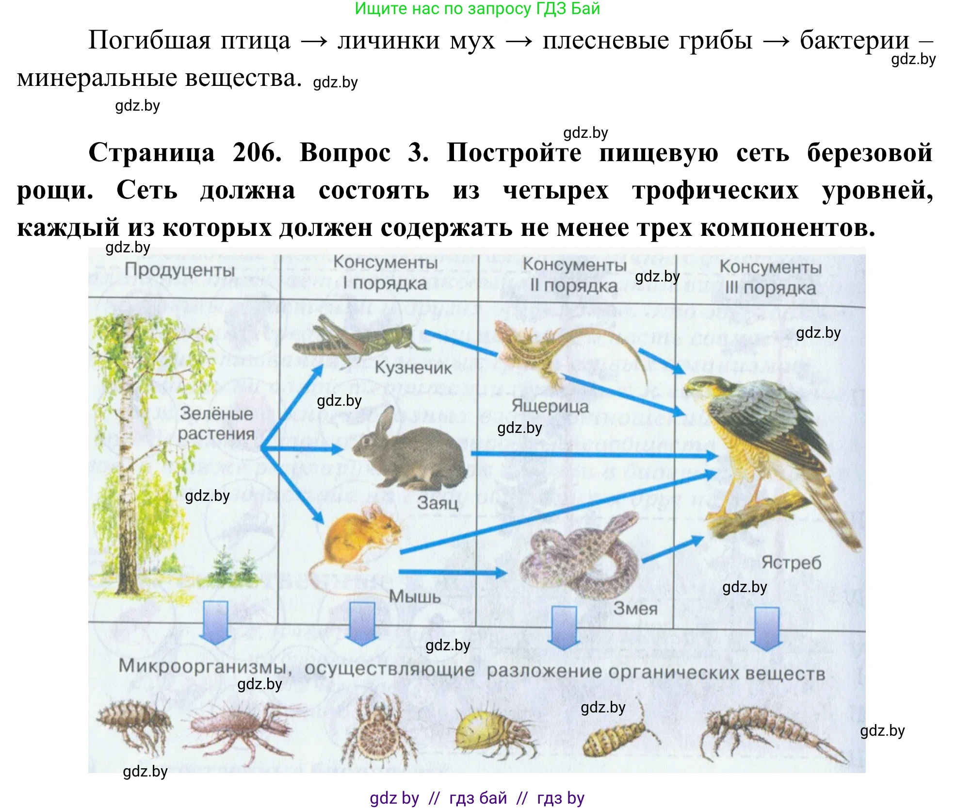 Биология, 10 класс Учебник, авторы: Маглыш Сабина Степановна, Кравченко Вячеслав Анатольевич, Довгун Татьяна Яновна, издательство Народная асвета, Минск, 2020, зелёного цвета, страница 206, Решение (продолжение 2)