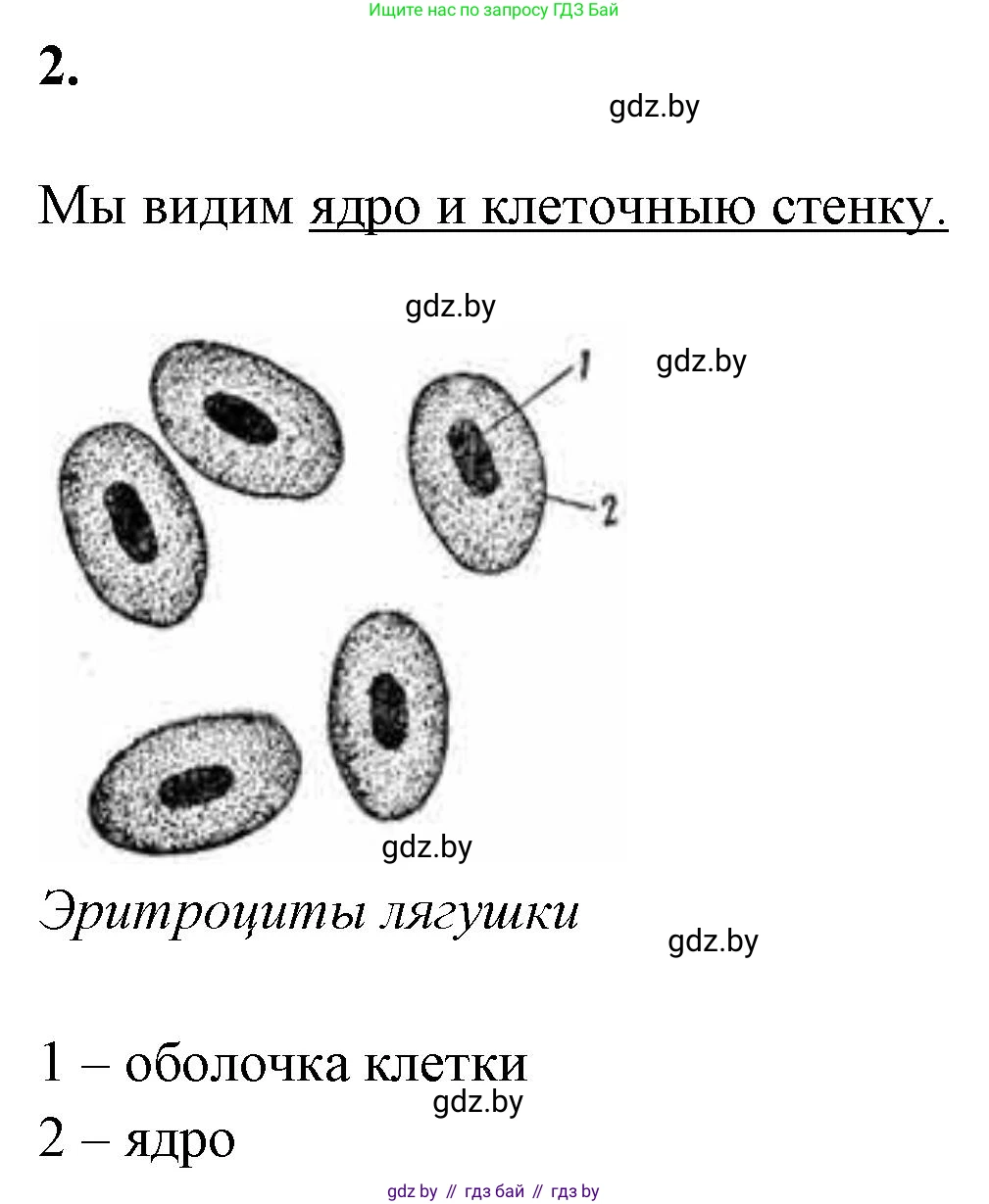 Биология, 11 класс Тетрадь для лабораторных и практических работ, авторы: Дашков Максим Леонидович, Головач Алексей Михайлович, издательство Аверсэв, Минск, 2021, оранжевого цвета, страница 9, номер 2, Решение