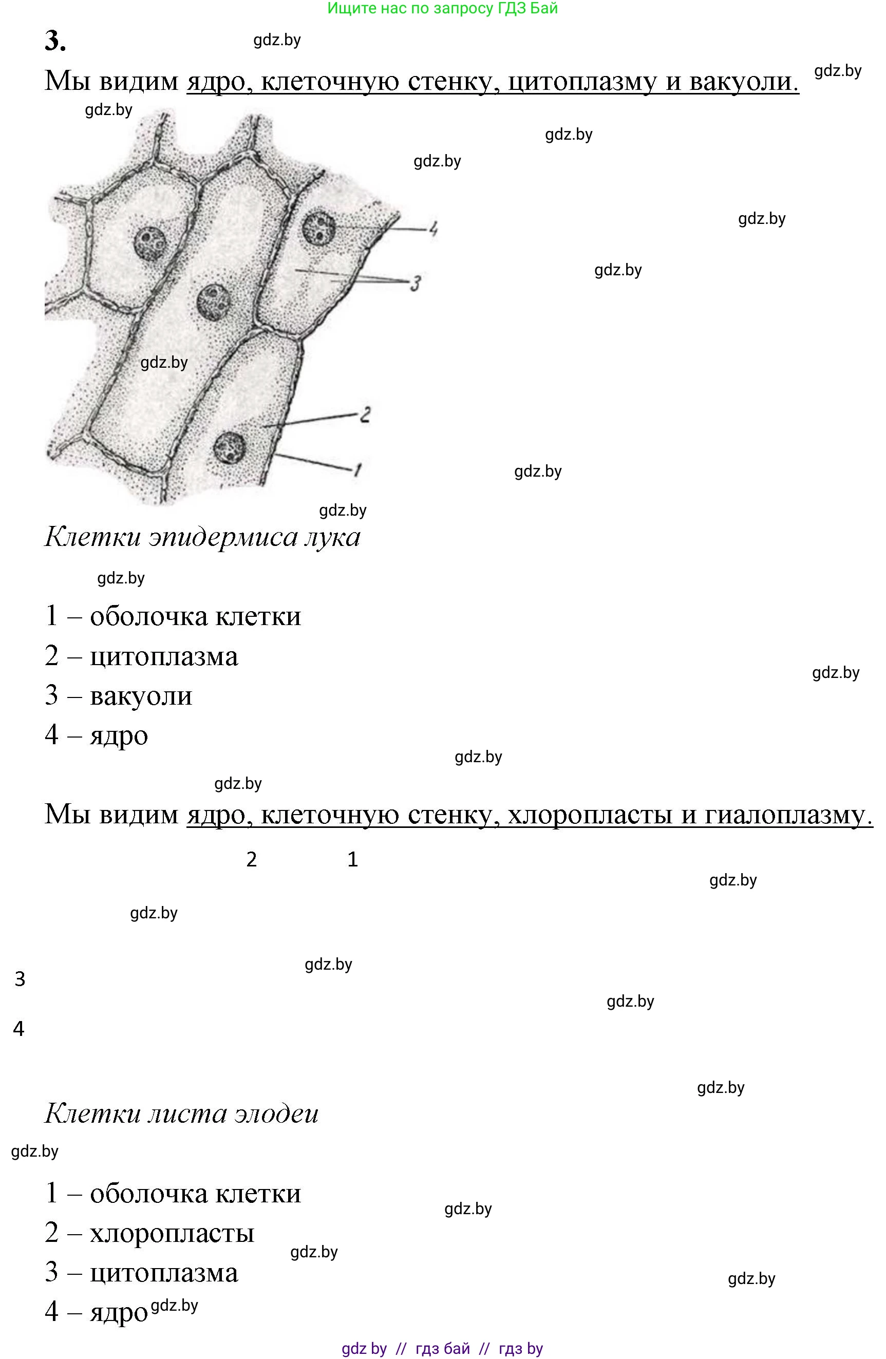 Биология, 11 класс Тетрадь для лабораторных и практических работ, авторы: Дашков Максим Леонидович, Головач Алексей Михайлович, издательство Аверсэв, Минск, 2021, оранжевого цвета, страница 10, номер 3, Решение