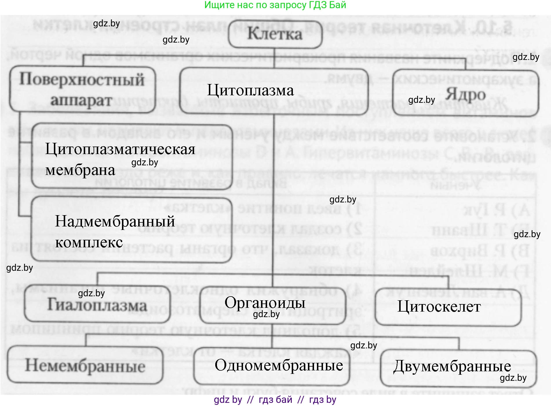 Биология, 11 класс рабочая тетрадь, авторы: Дашков Максим Леонидович, Головач Алексей Михайлович, издательство Аверсэв, Минск, 2021, жёлтого цвета, страница 24, номер 4, Решение