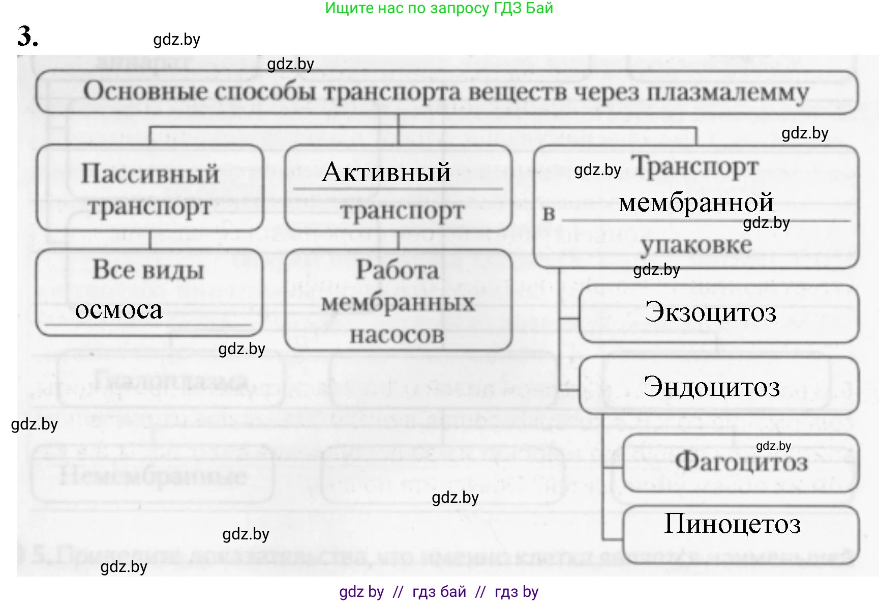 Биология, 11 класс рабочая тетрадь, авторы: Дашков Максим Леонидович, Головач Алексей Михайлович, издательство Аверсэв, Минск, 2021, жёлтого цвета, страница 26, номер 3, Решение