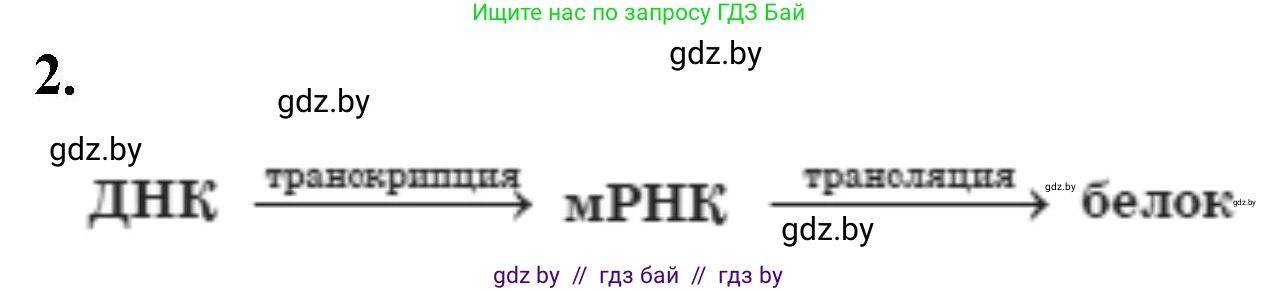 Биология, 11 класс рабочая тетрадь, авторы: Дашков Максим Леонидович, Головач Алексей Михайлович, издательство Аверсэв, Минск, 2021, жёлтого цвета, страница 57, номер 2, Решение